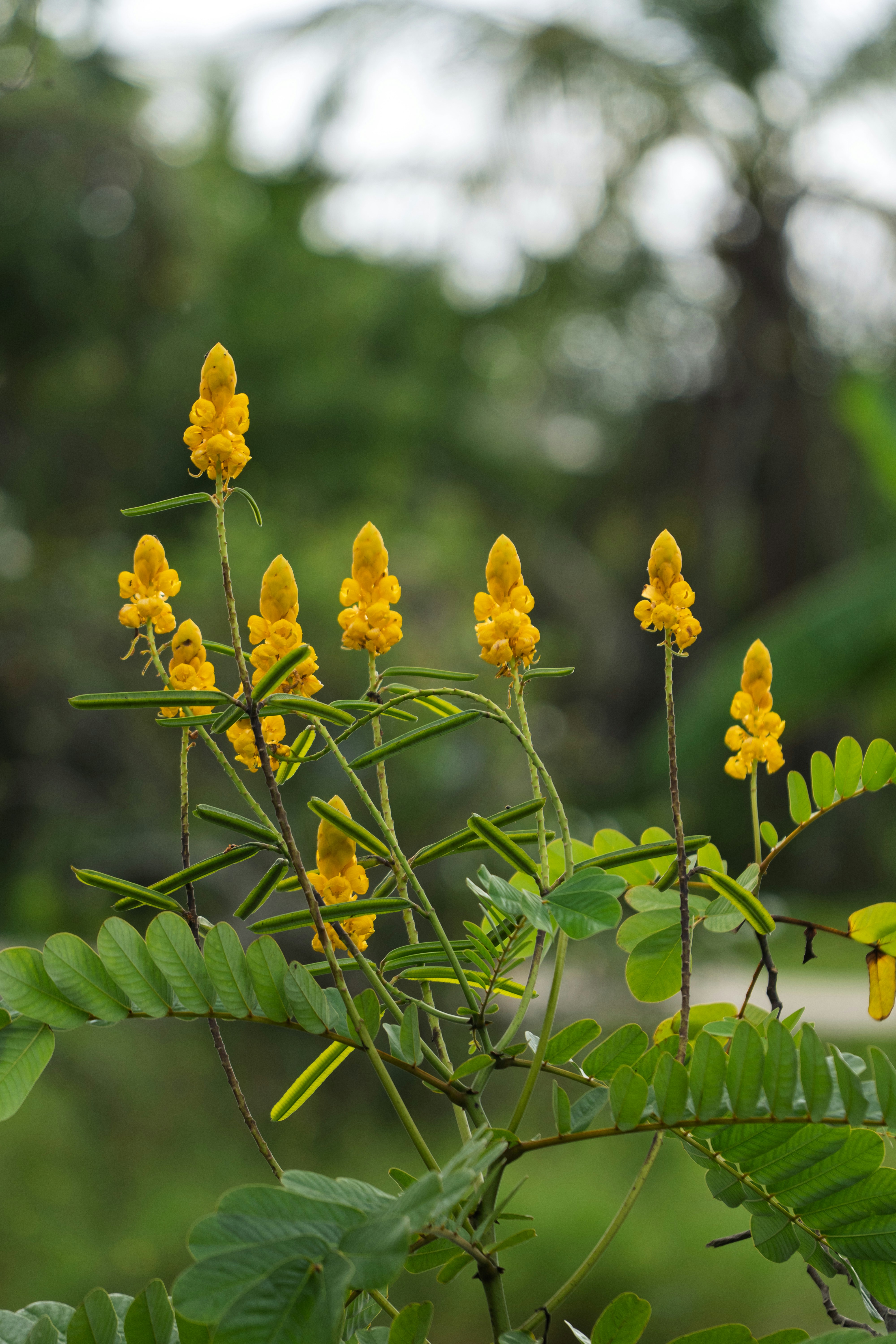 Yellow flowers with green leaves and blurred background