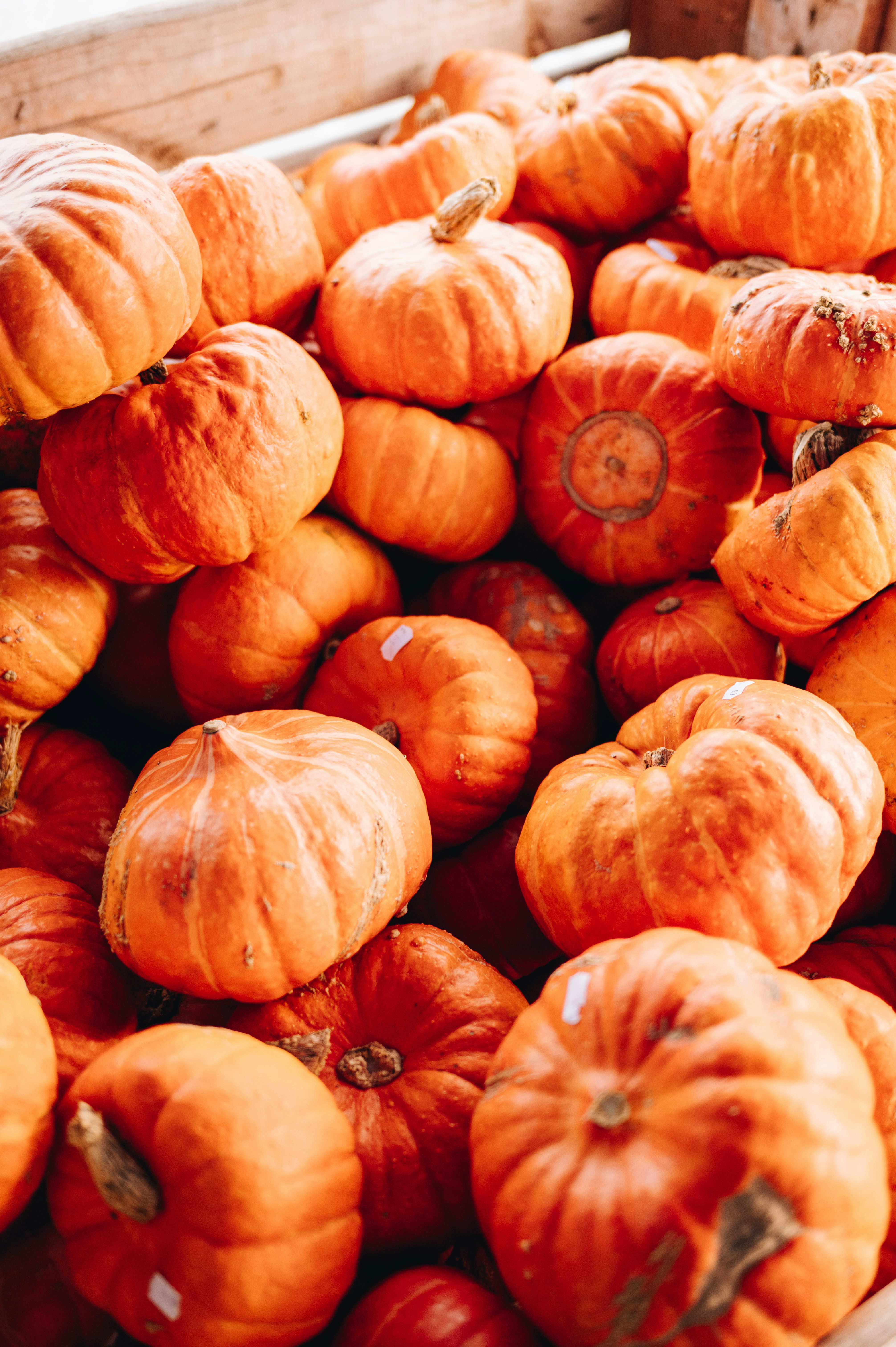 A large pile of small, orange pumpkins.