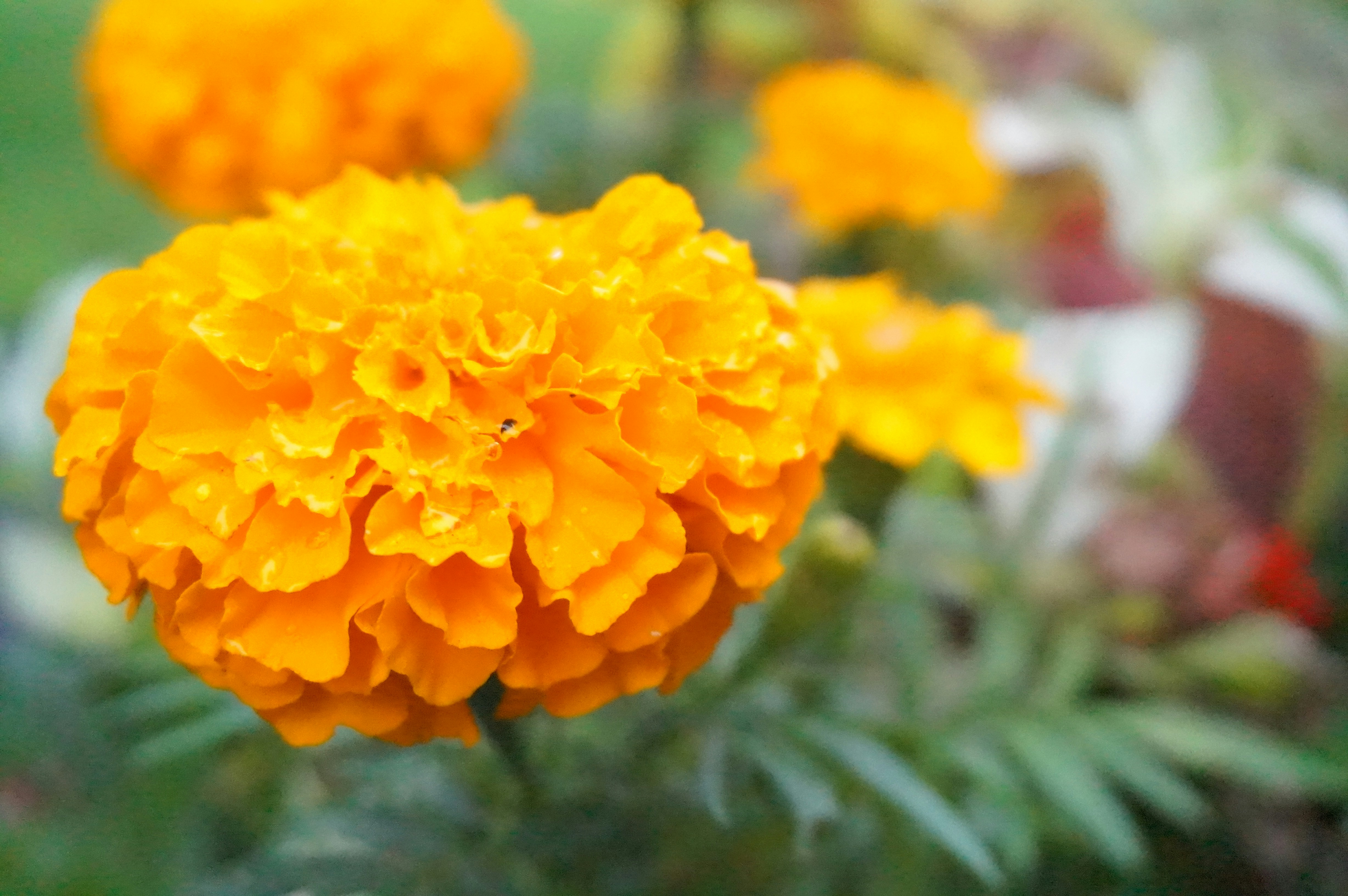 Photo by sugargirl333