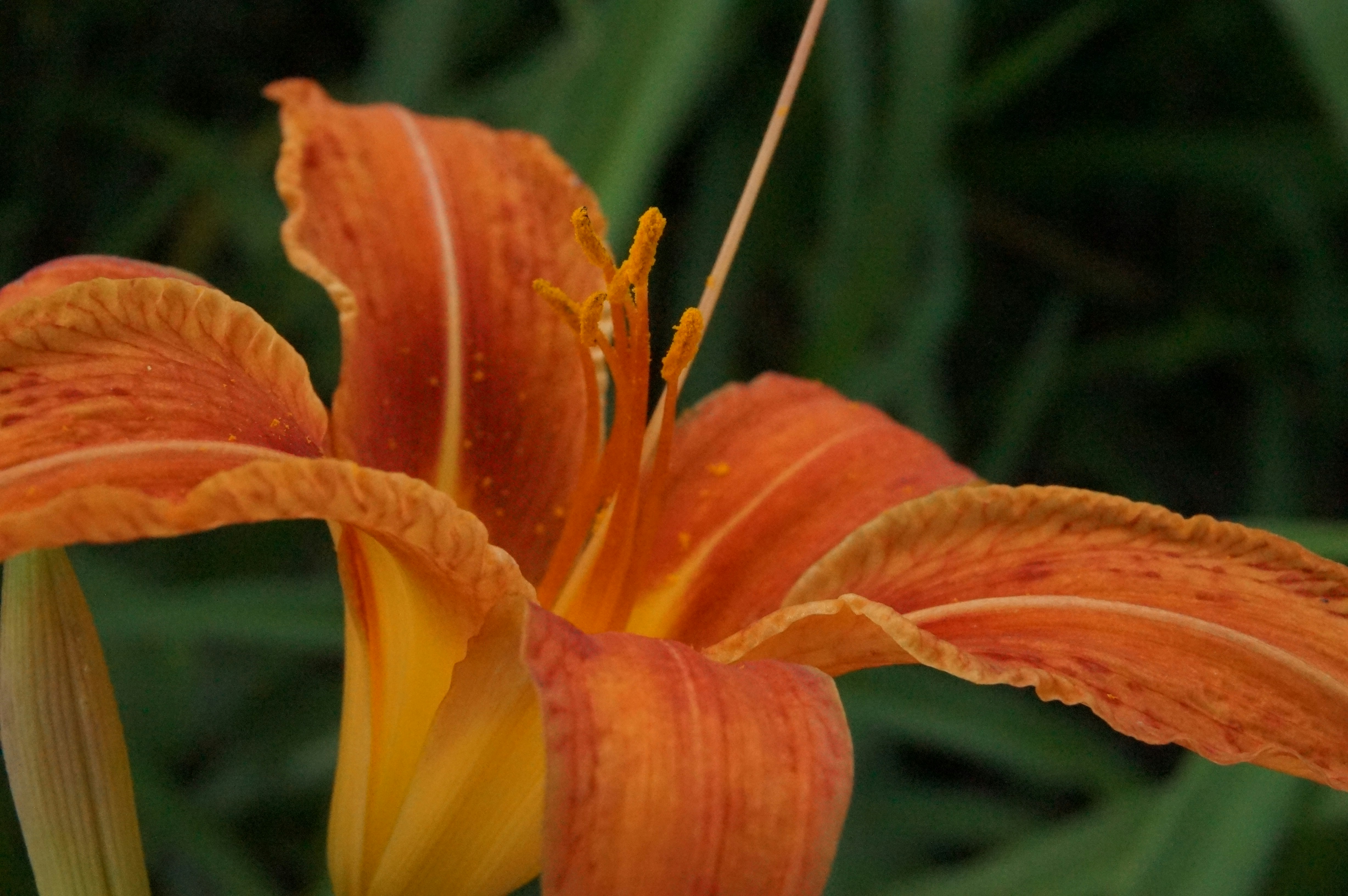 Photo by sugargirl333