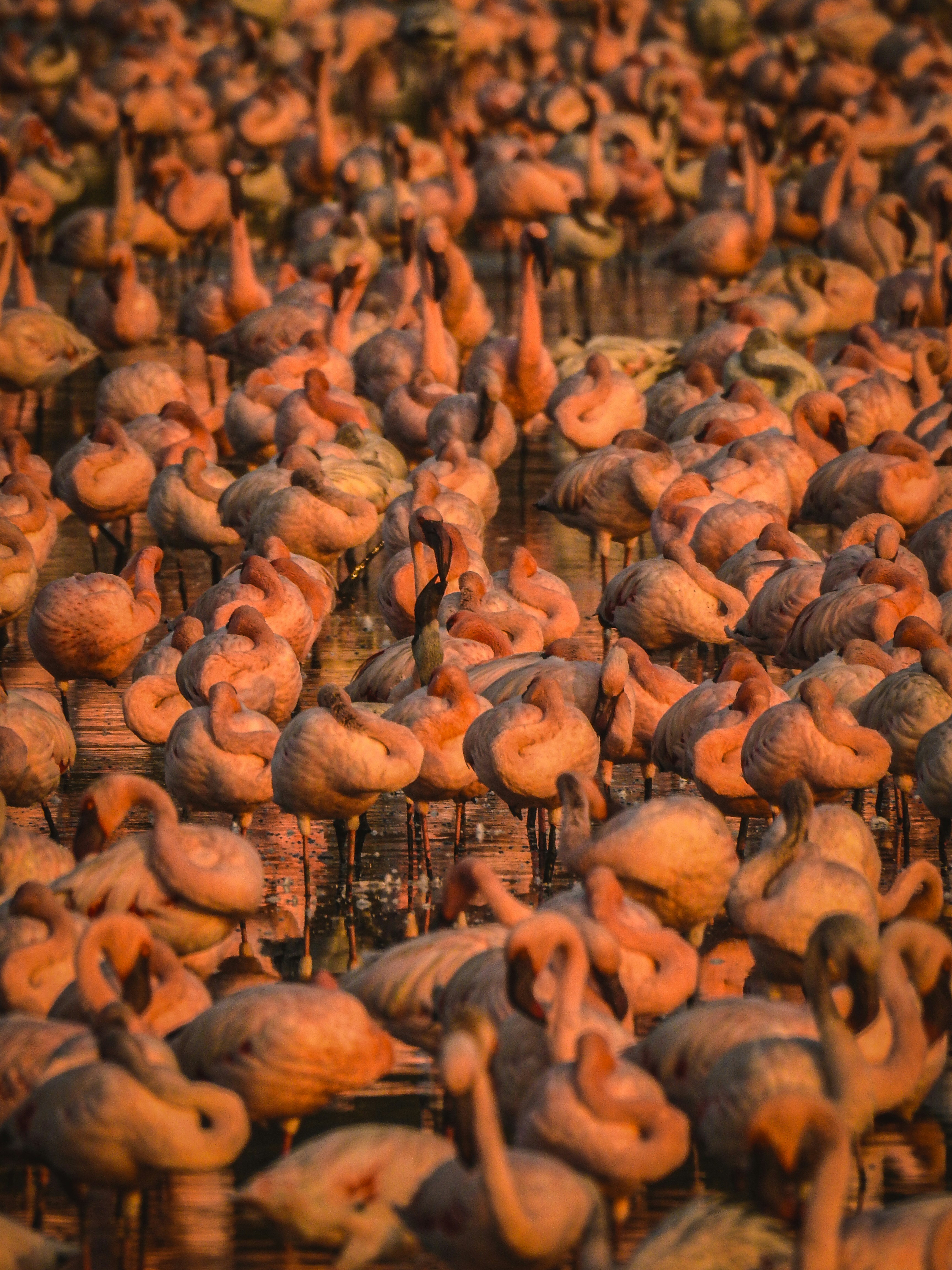 Un grand troupeau de flamants roses se rassembla au coucher du soleil.