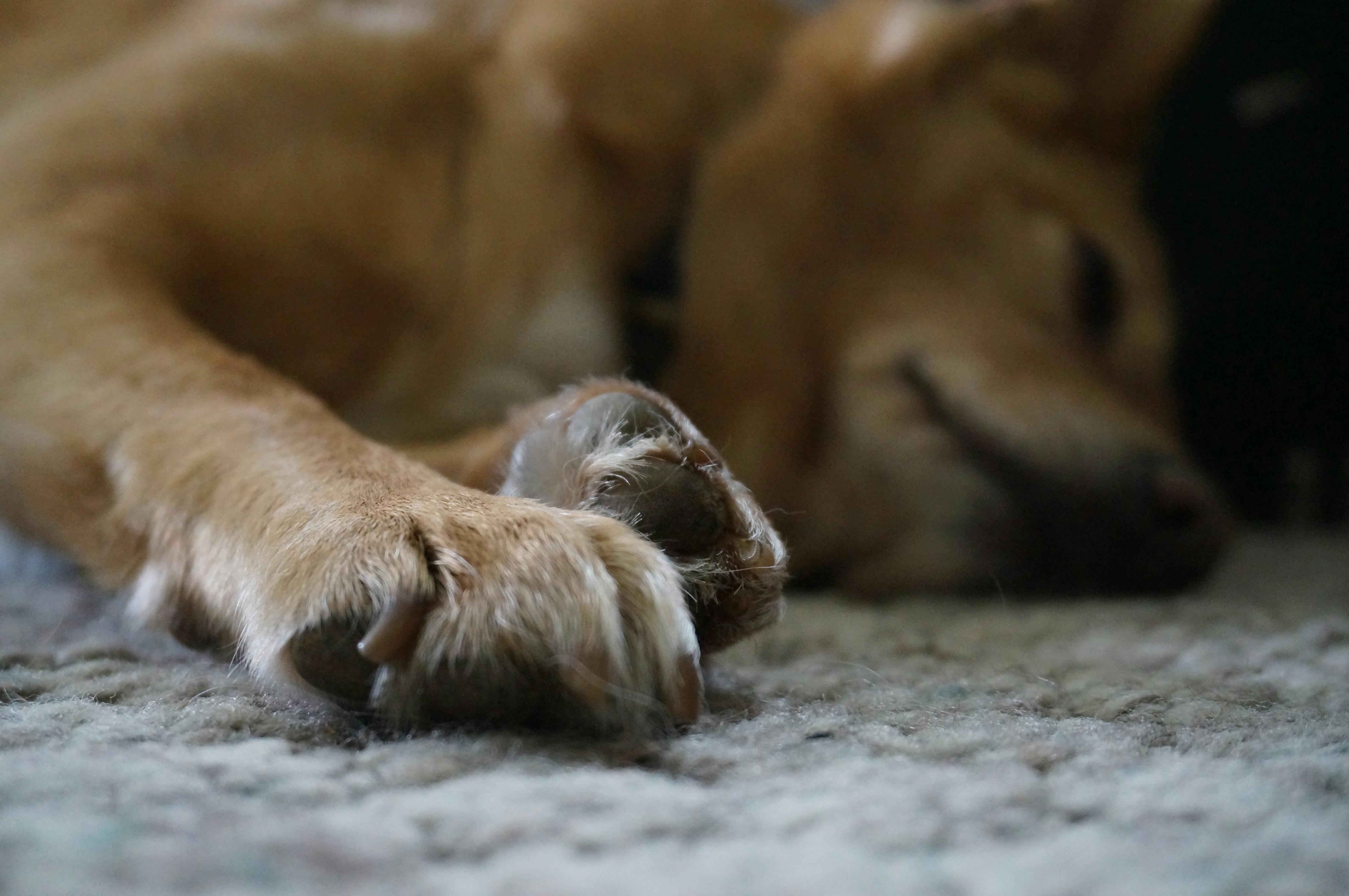 A light brown dog sleeps peacefully on a rug.