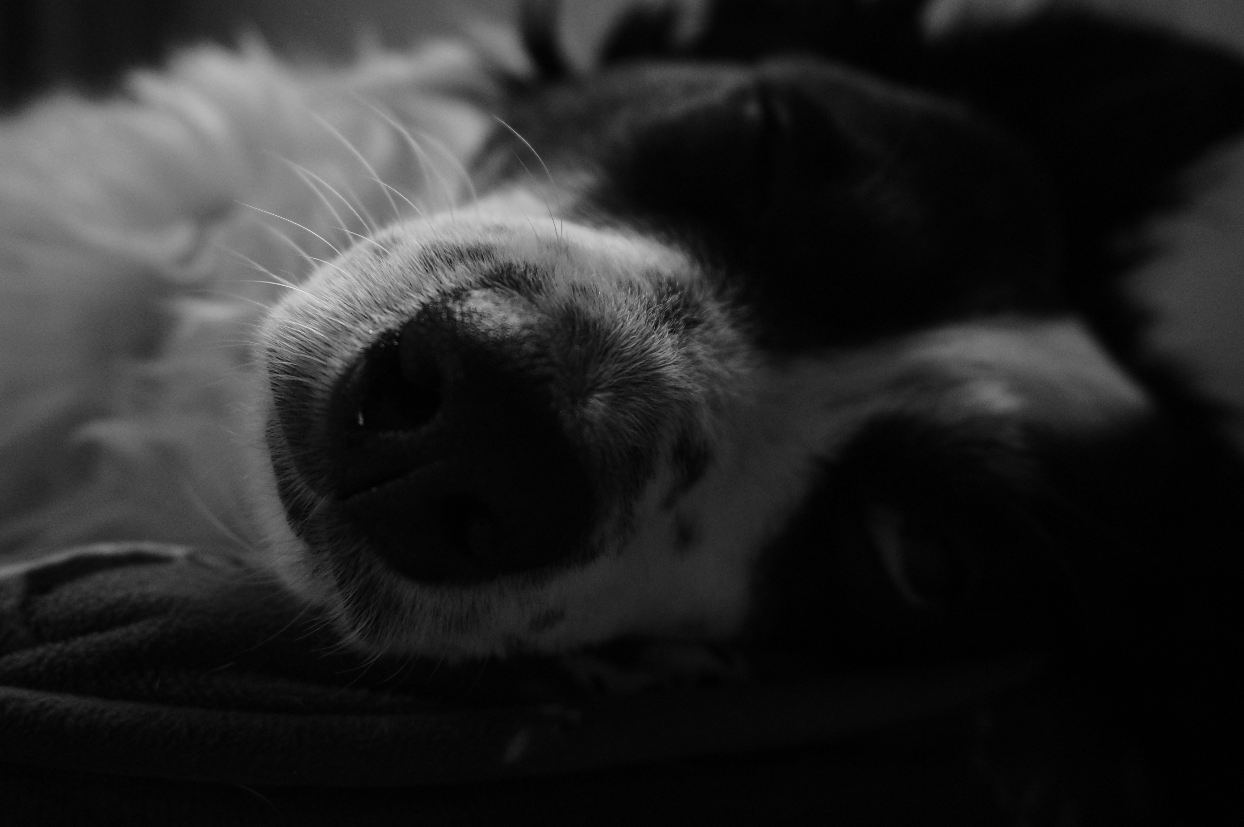 A calm dog resting on a rug at home
