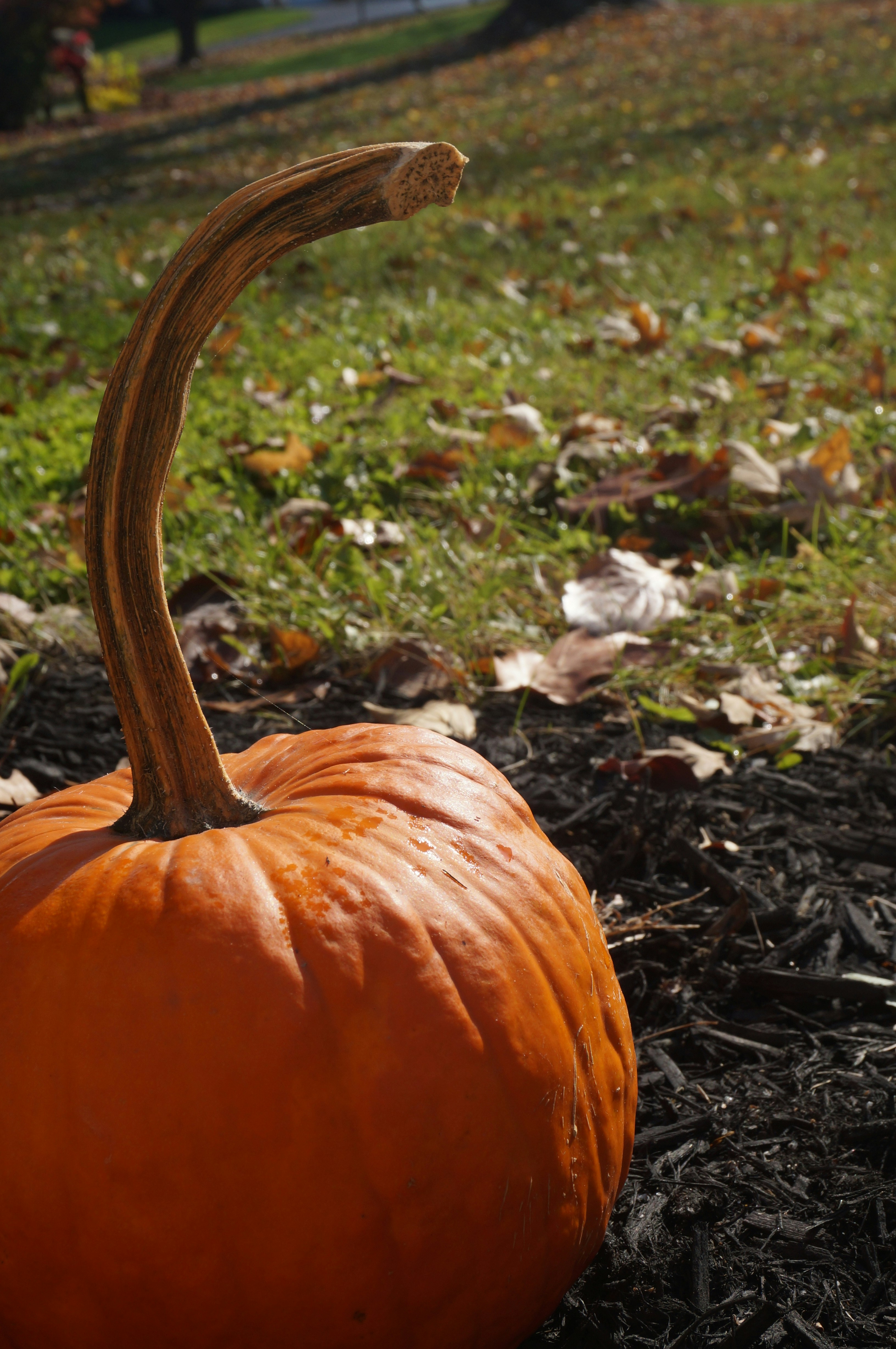 Photo by sugargirl333