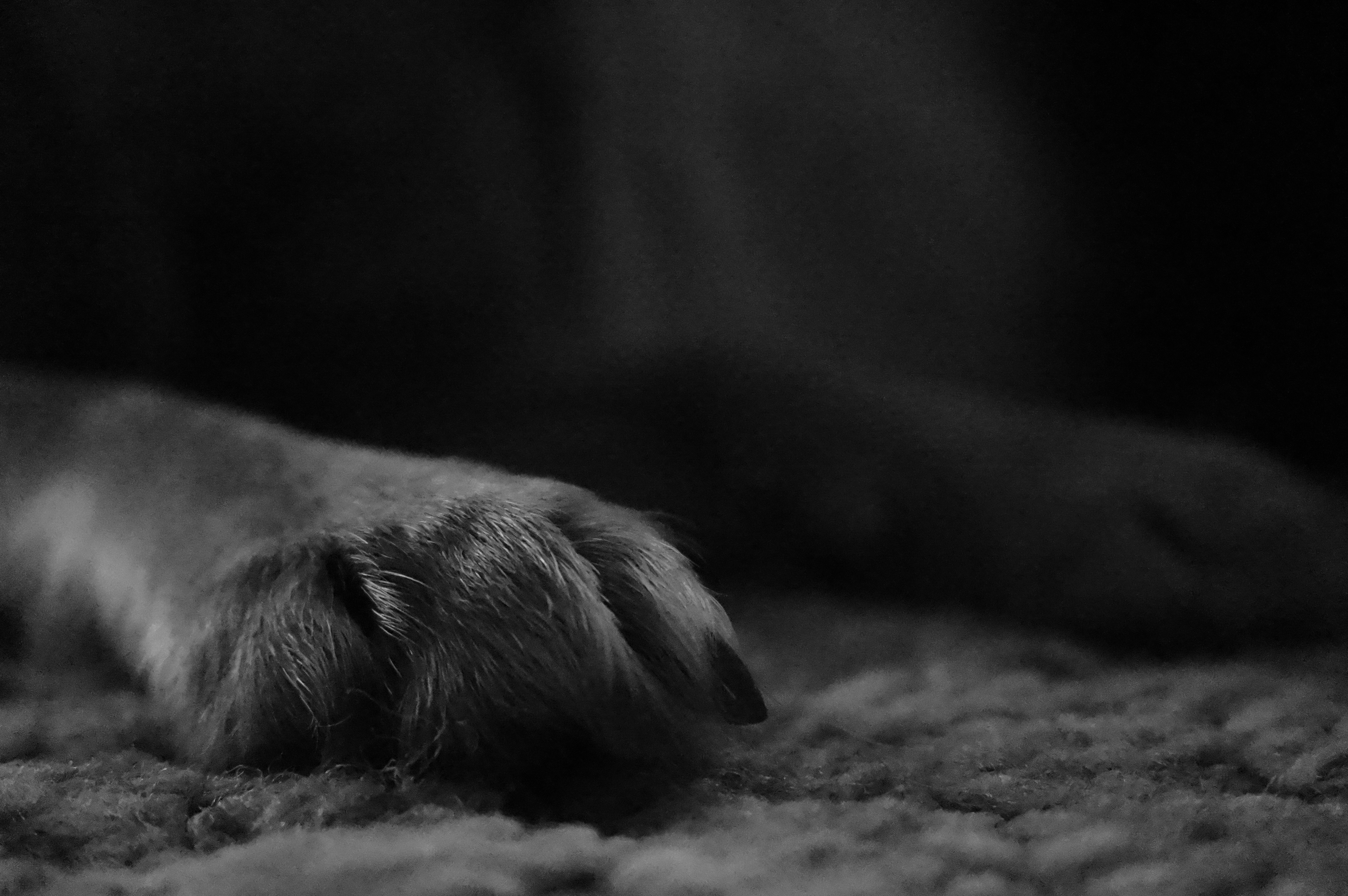 Proven Grooming Tips for Healthy Pet Skin & a Happier Life