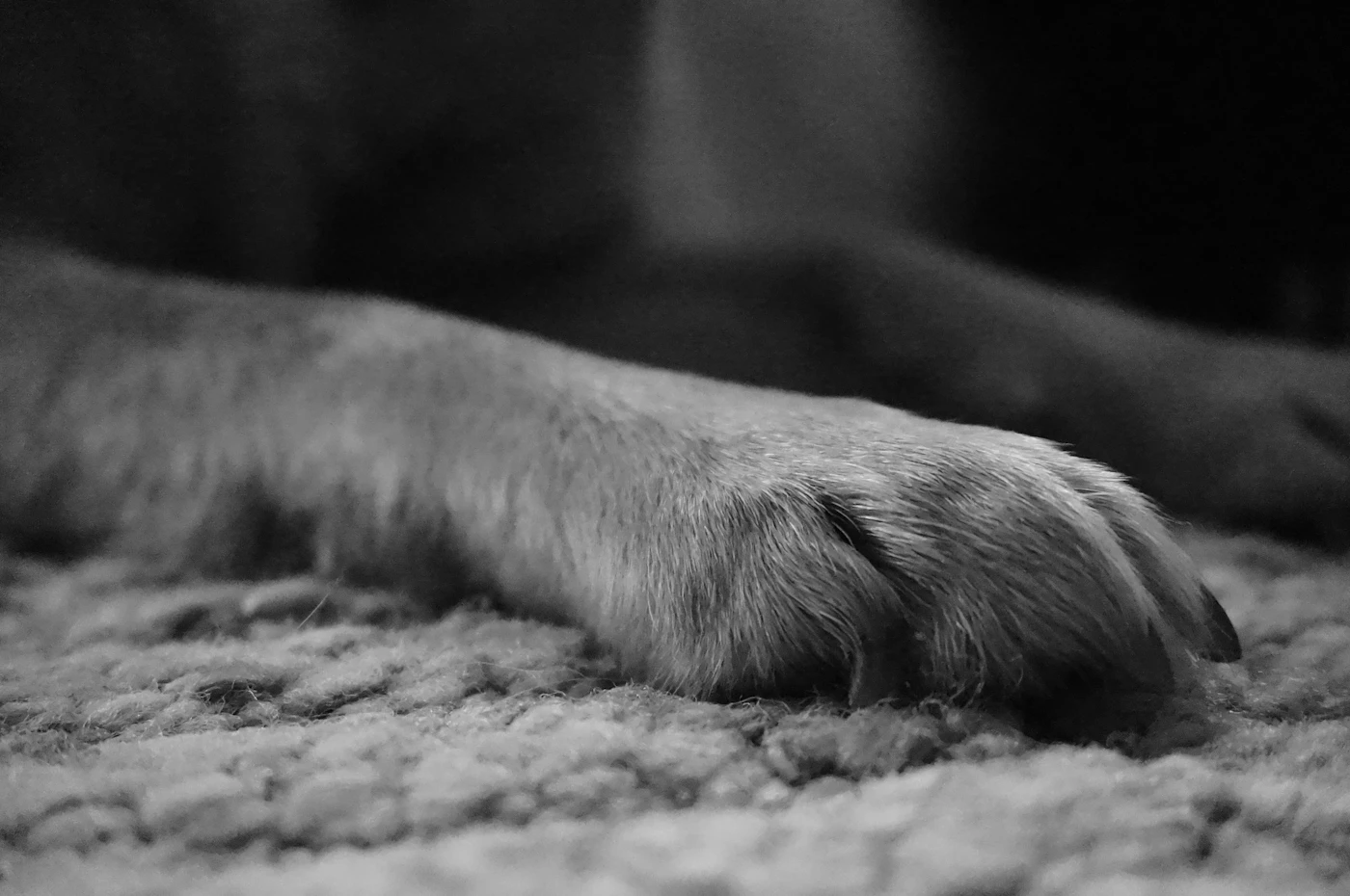 Vista cercana de la pata de un perro descansando sobre una alfombra texturizada