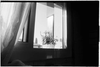 A potted plant sits on a windowsill by a window.