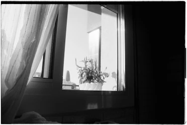 A potted plant sits on a windowsill by a window.