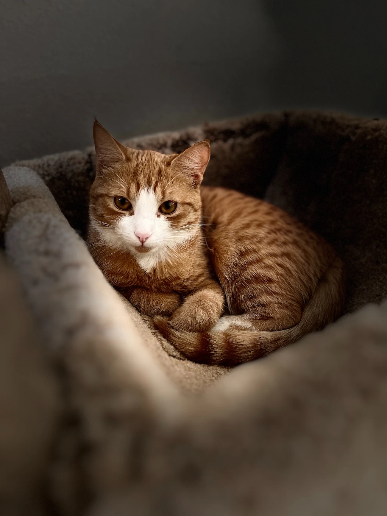 ライフスタイル別の記事「保護猫の譲渡条件で賃貸契約を確認するポイント」のアイキャッチ画像