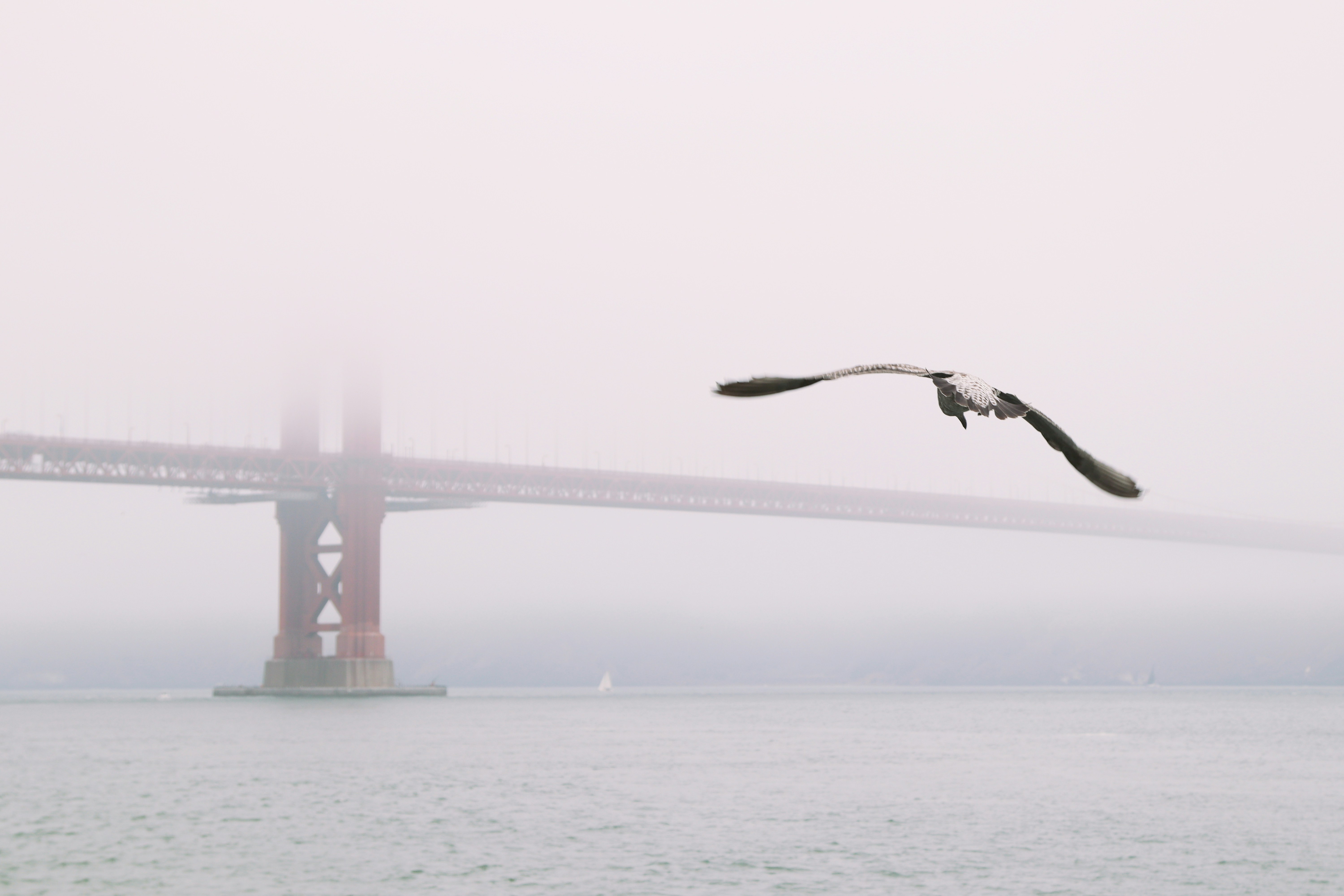 Seagull flies over foggy water near golden gate bridge
