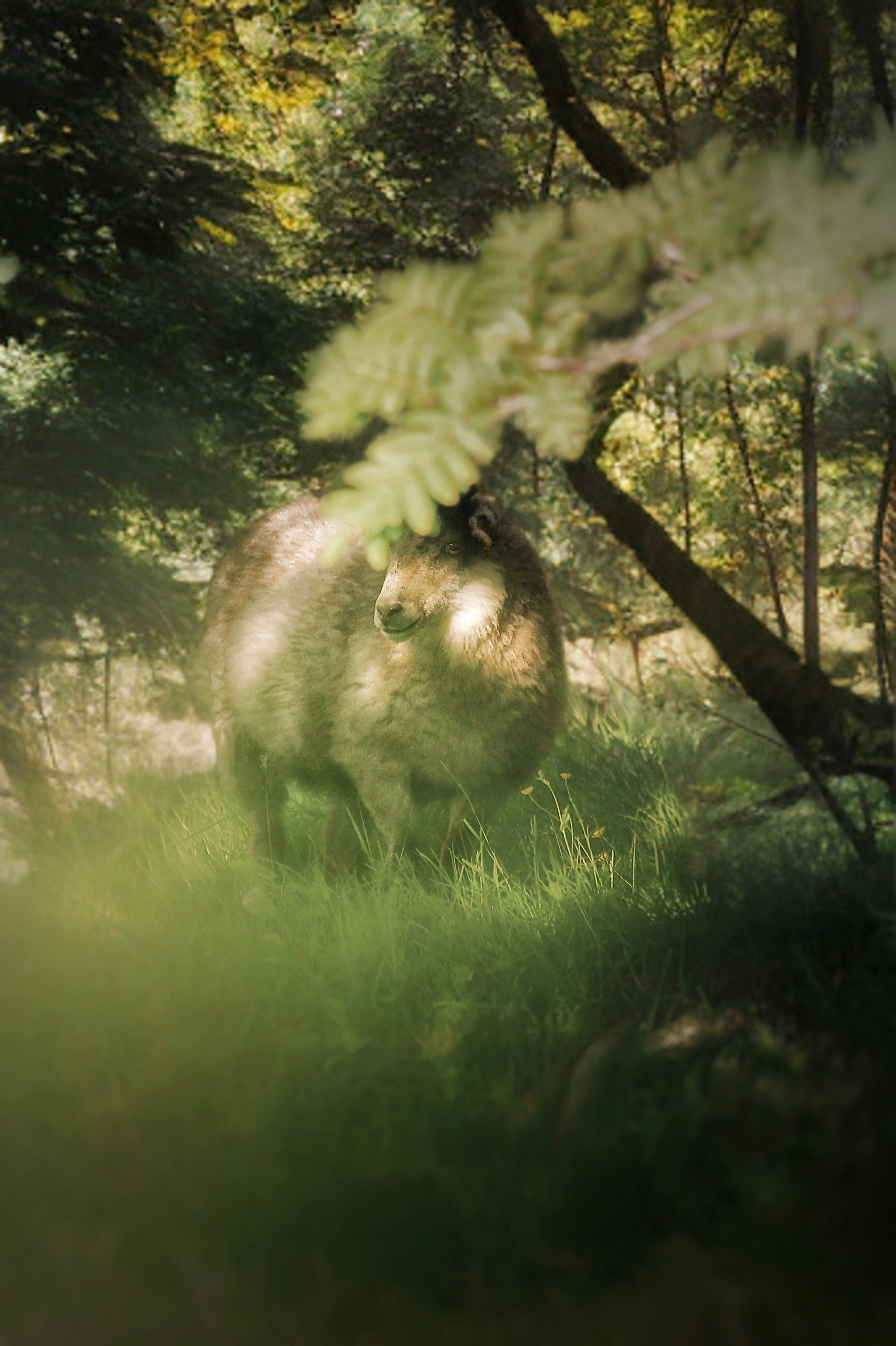 A fluffy sheep stands in a sunlit forest clearing.