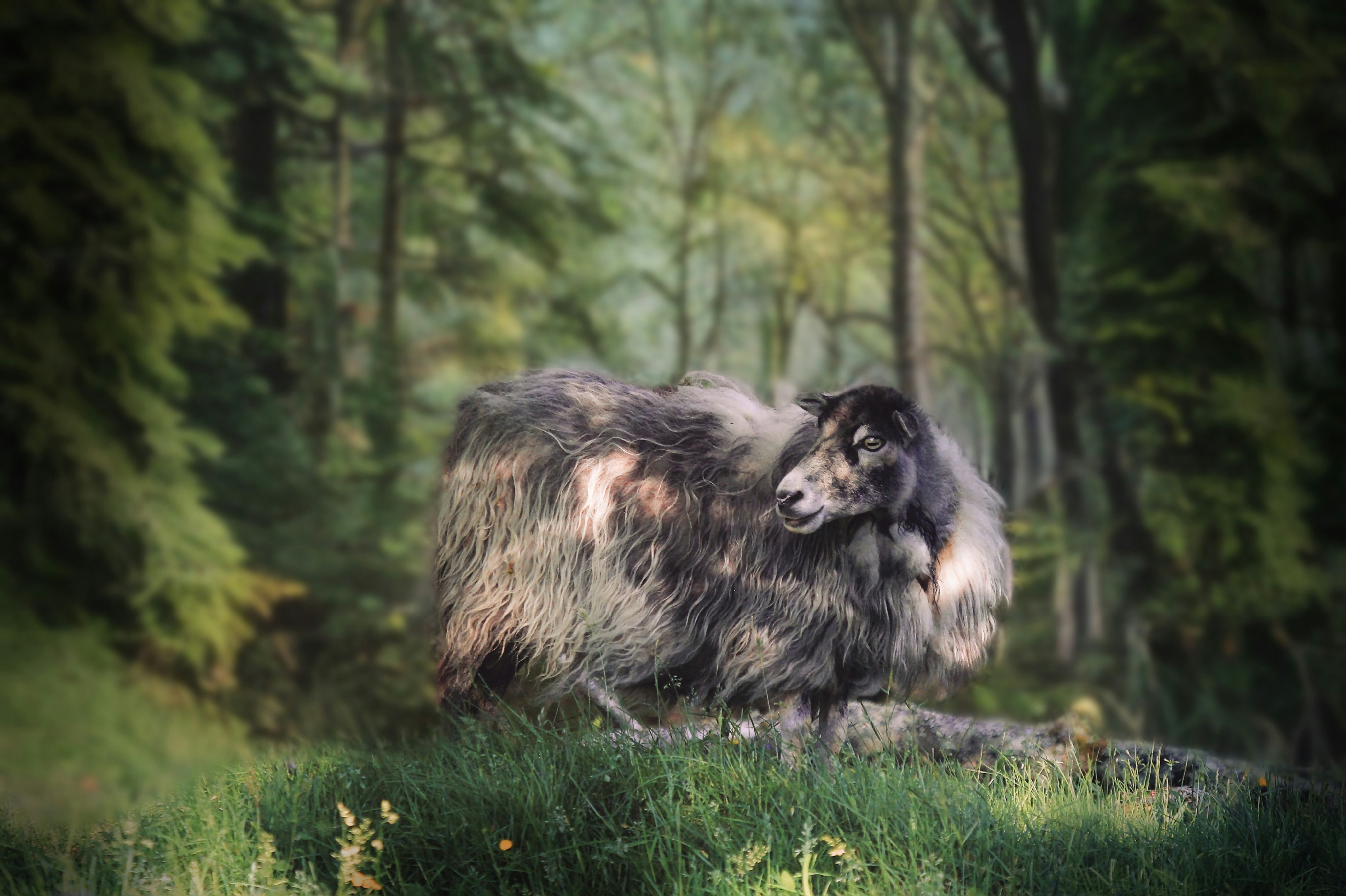 A shaggy sheep stands in a sunlit forest clearing.