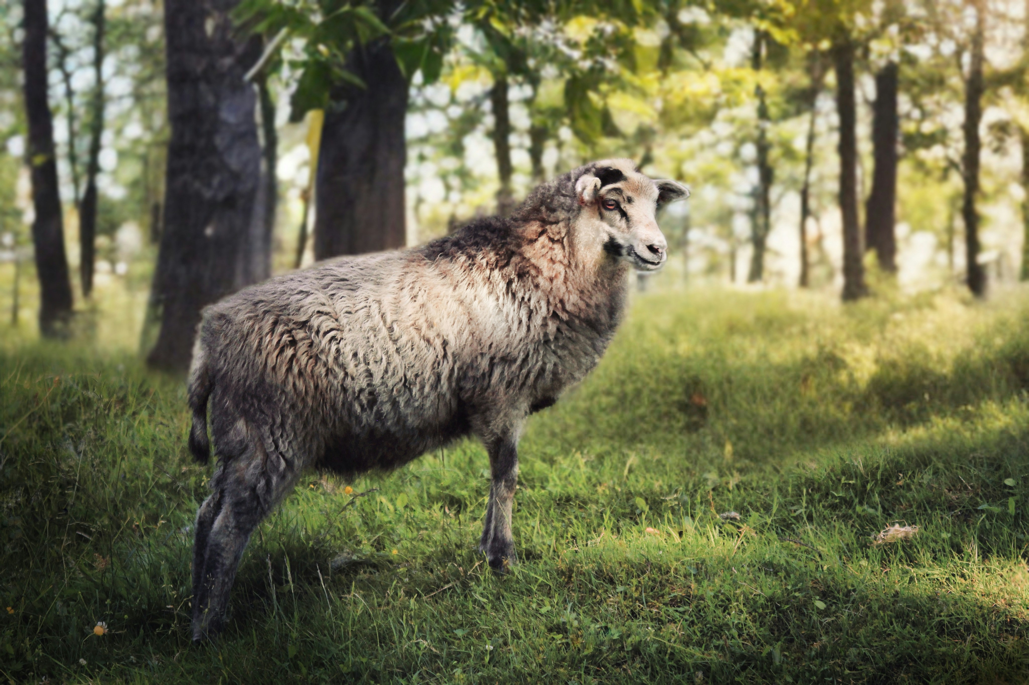 A sheep stands in a sunlit forest clearing.