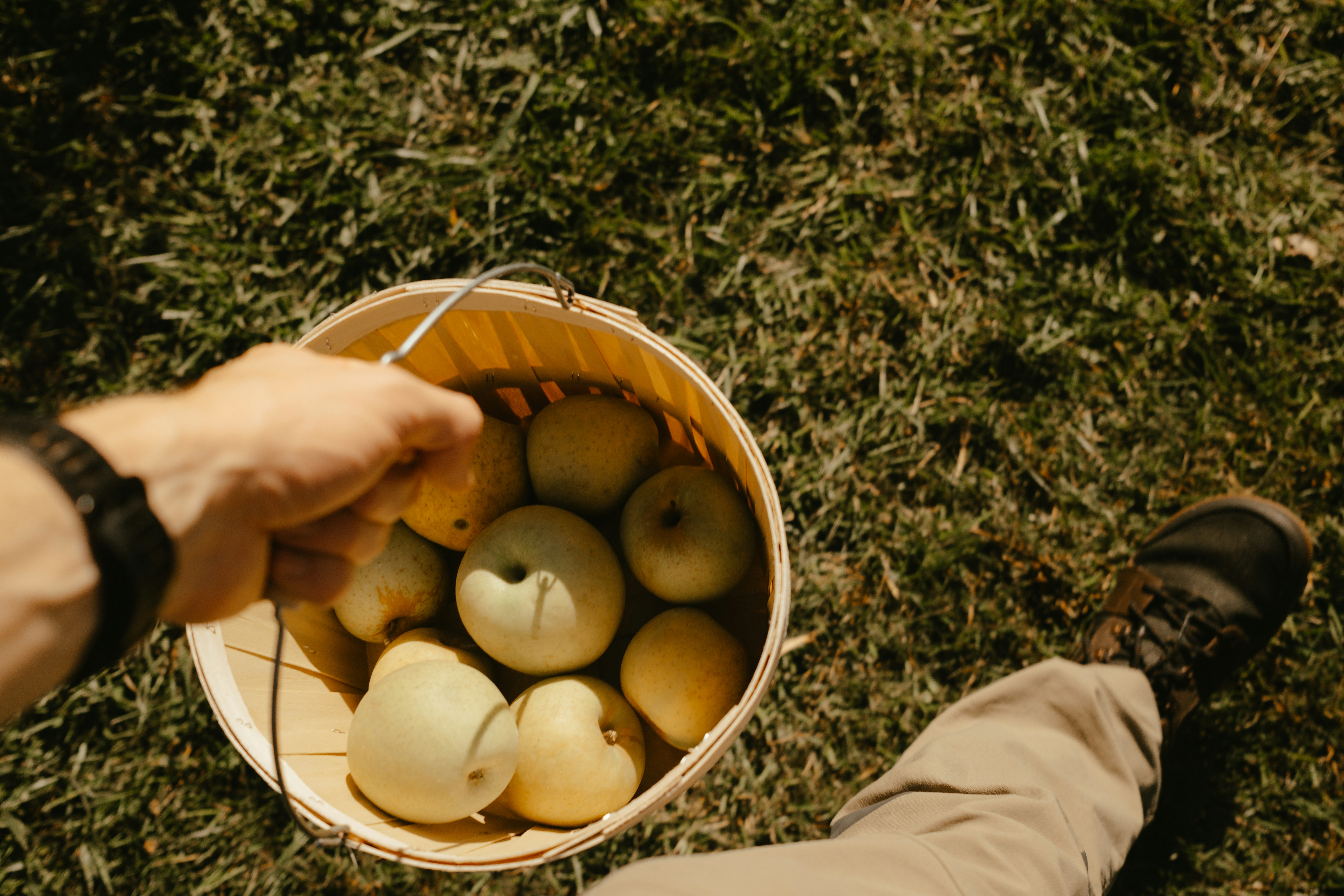 Person holding a basket full of apples on grass