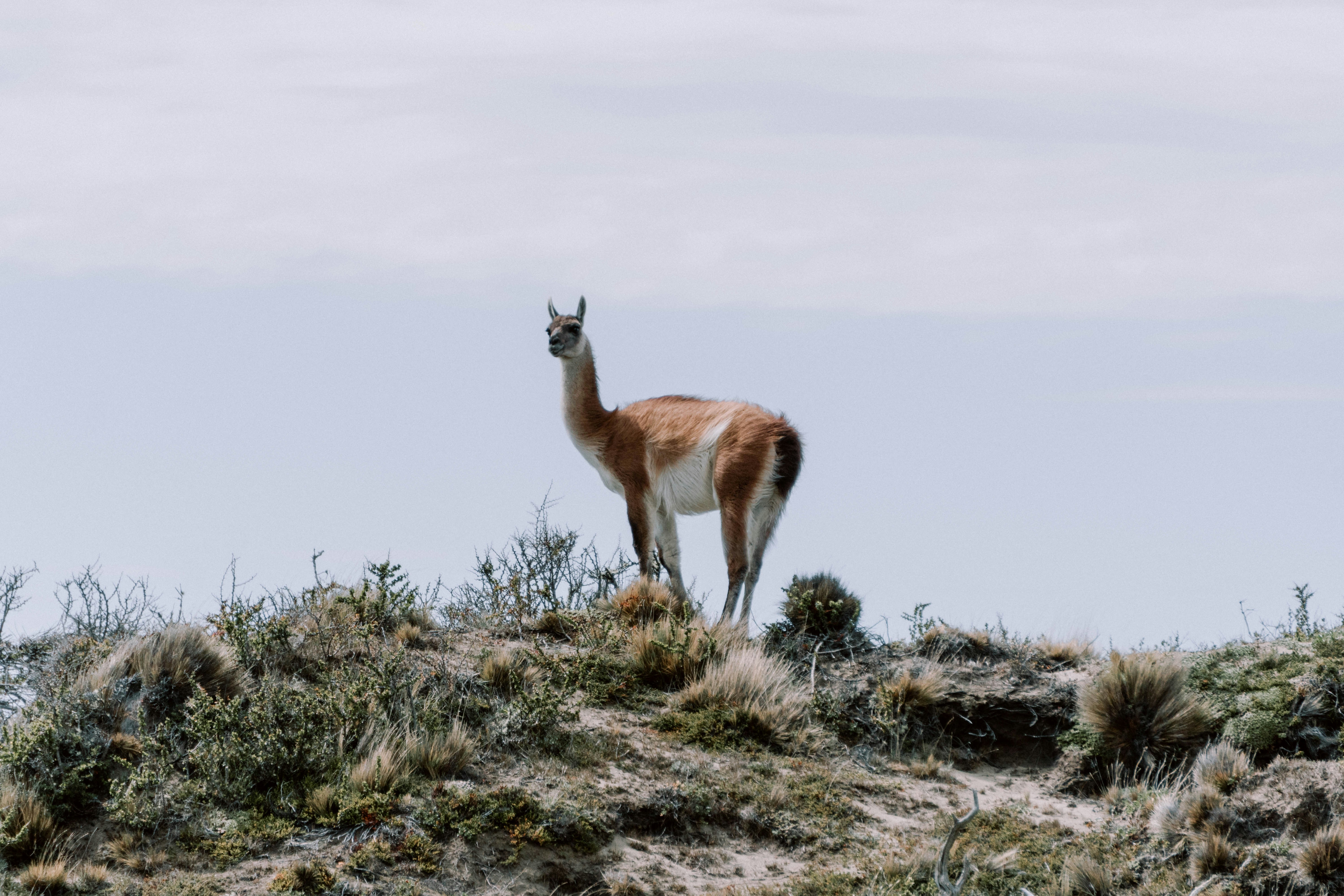 La mirada del guanaco.