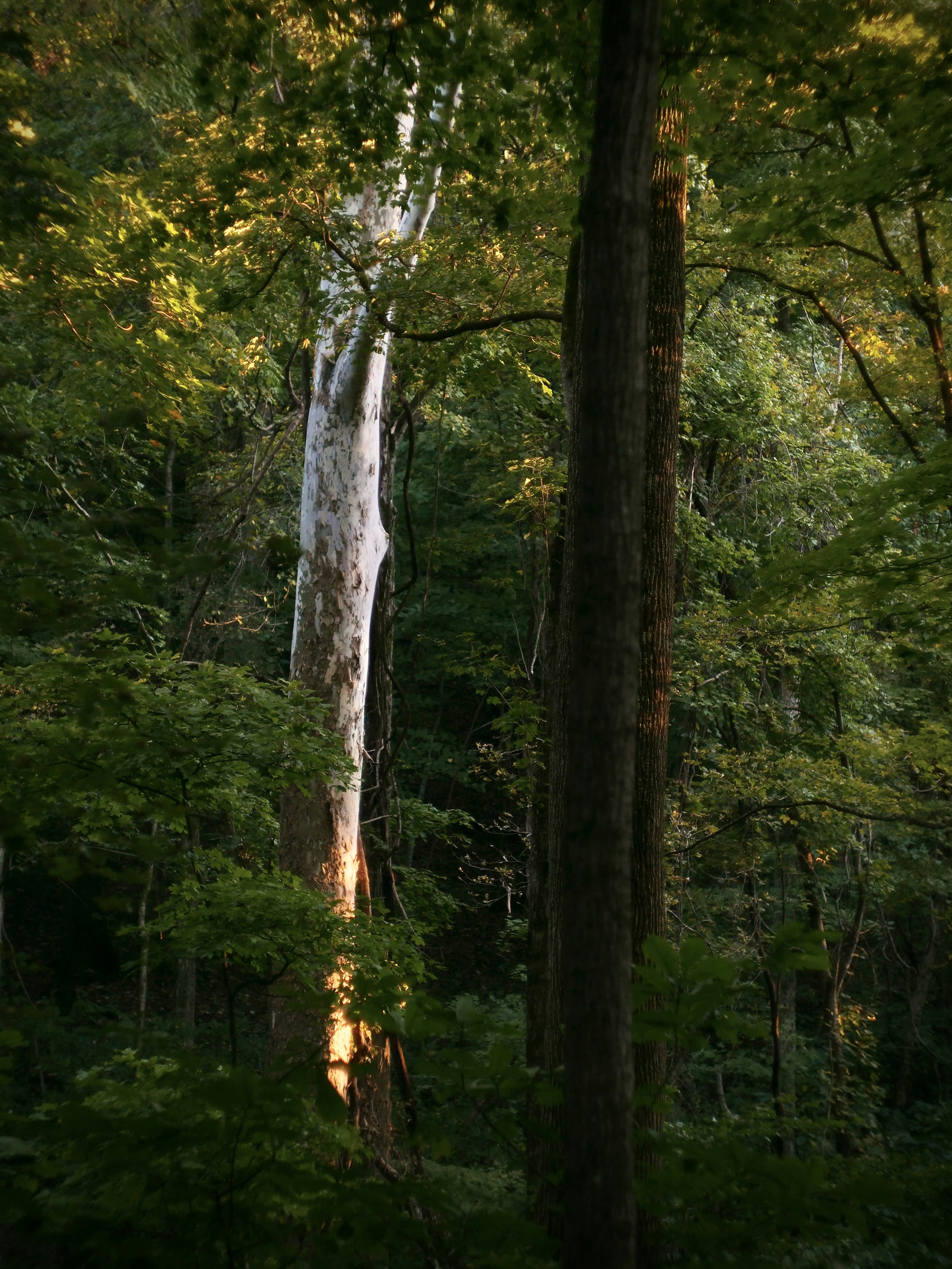 Sunlight illuminates a tall, pale tree in a dense forest.