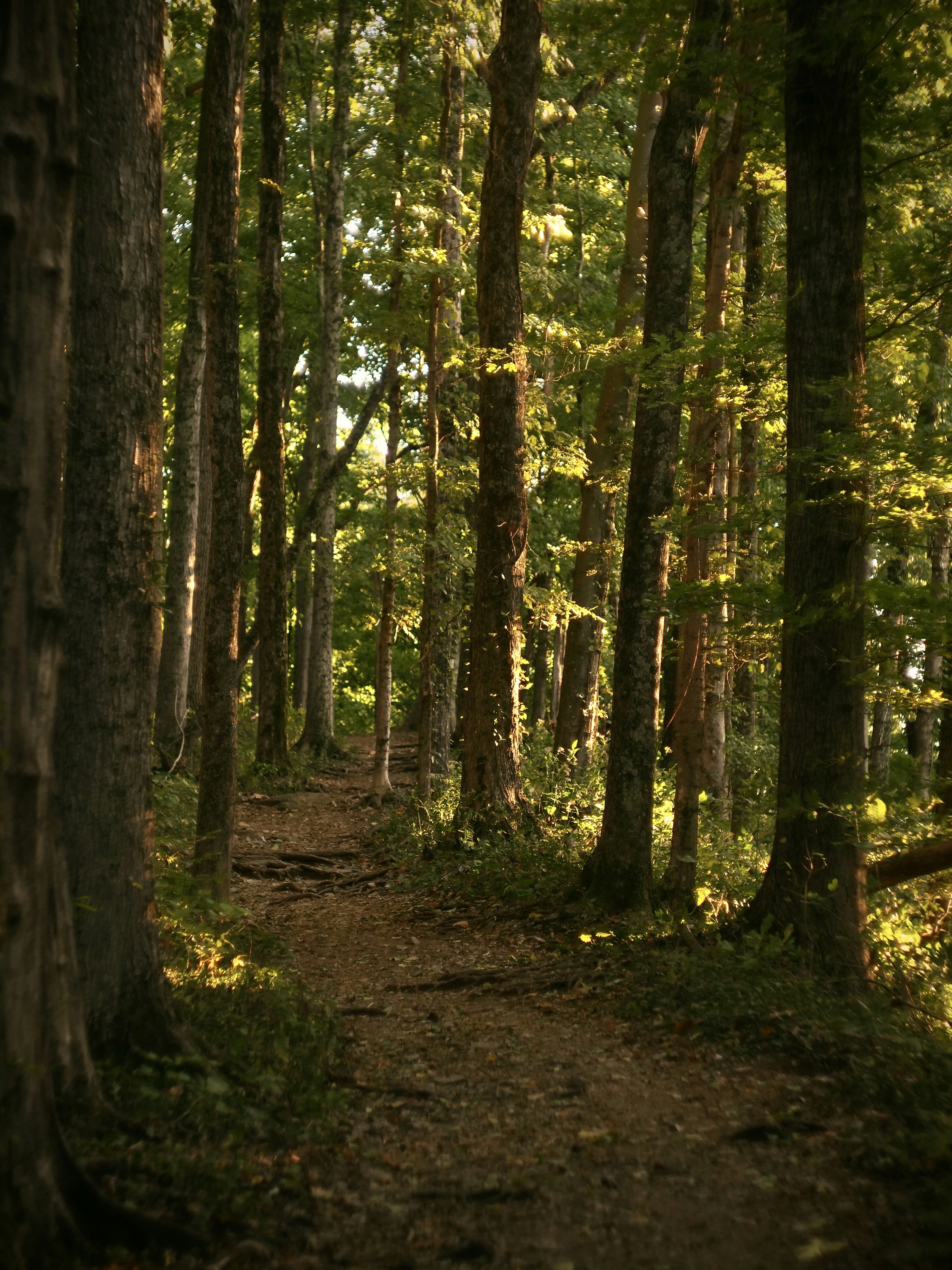 Sunlight streams through a forest path