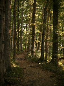 Sunlight streams through a forest path