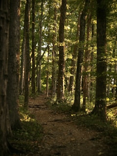 Sunlight streams through a forest path