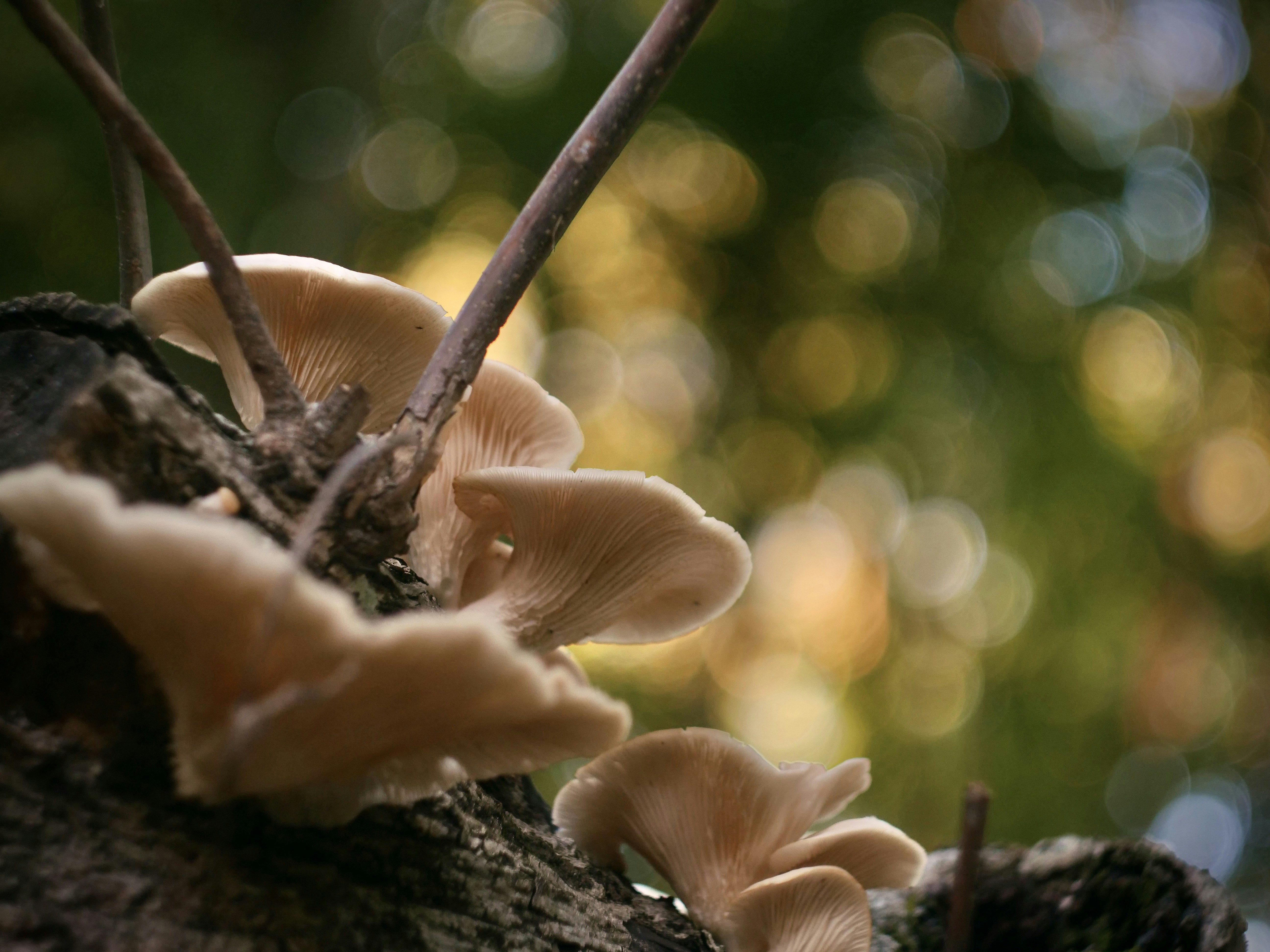 Pale mushrooms growing on a tree trunk