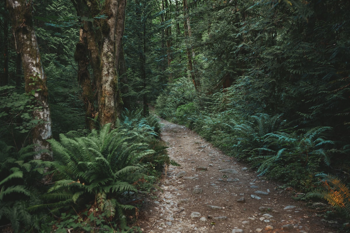 Waldweg als Symbol für einen kurzen Spaziergang zur Anregung der Verdauung nach Rauchstopp