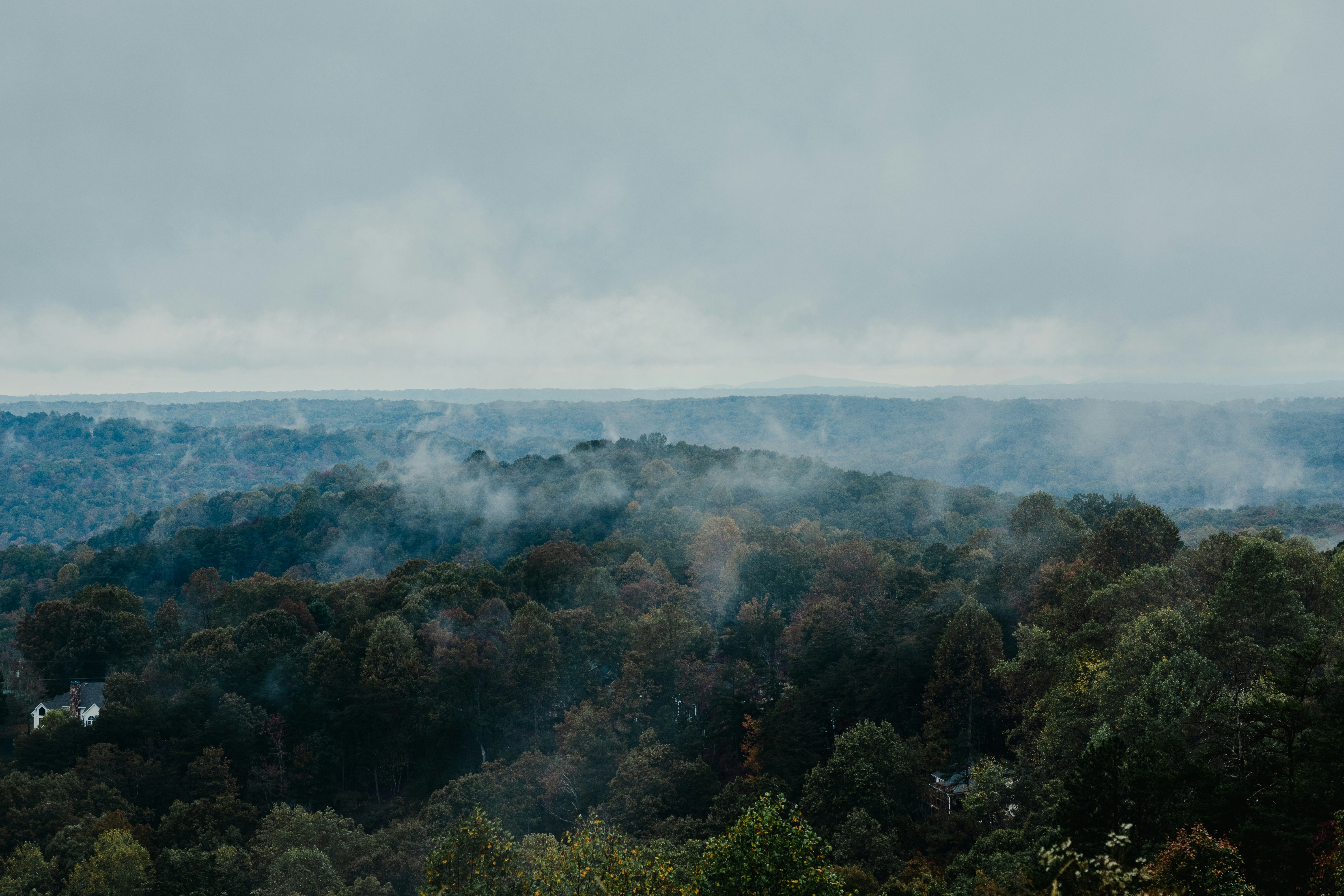 Misty forest landscape under a cloudy sky