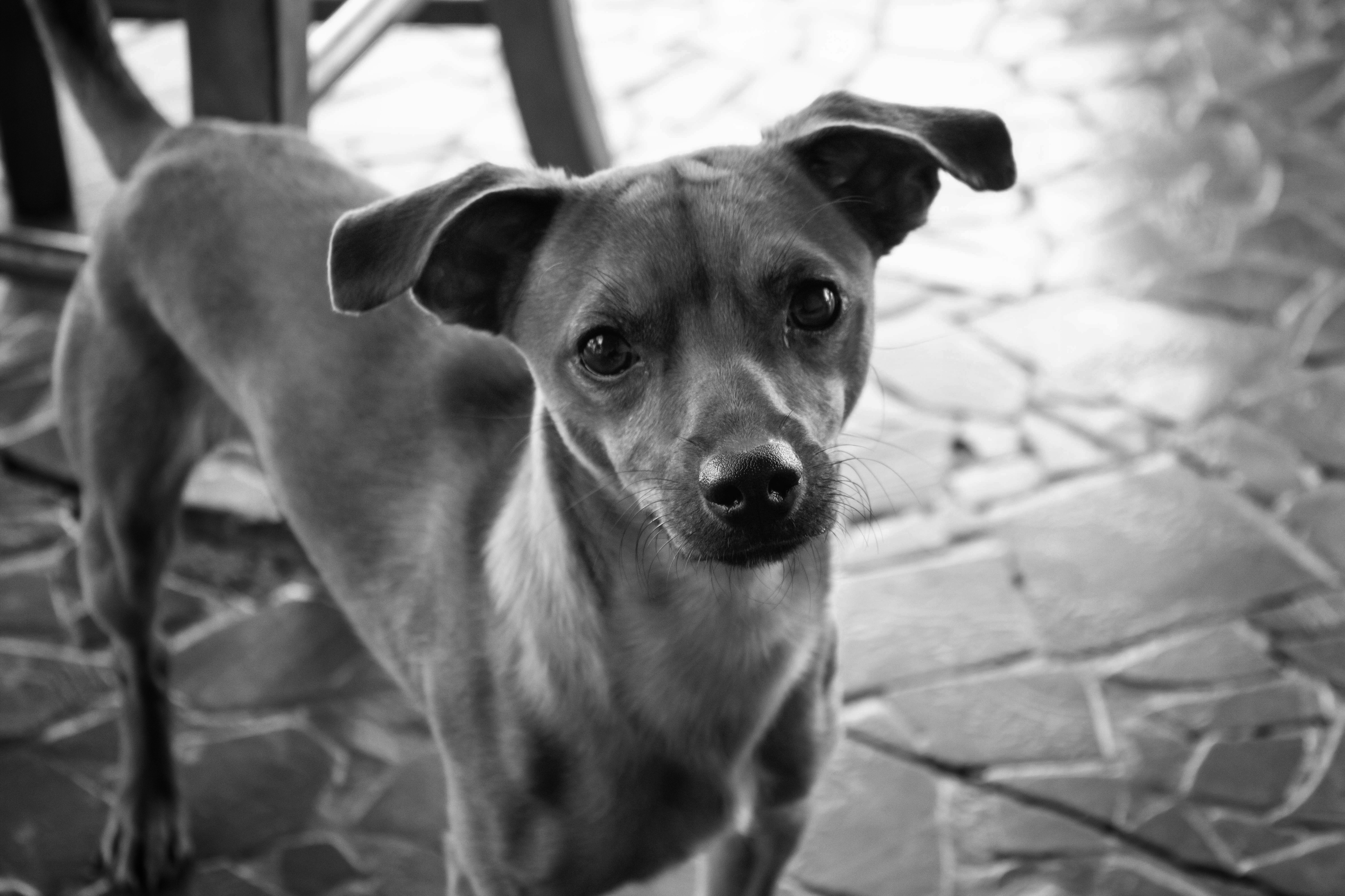 Photo by danielicordeiro