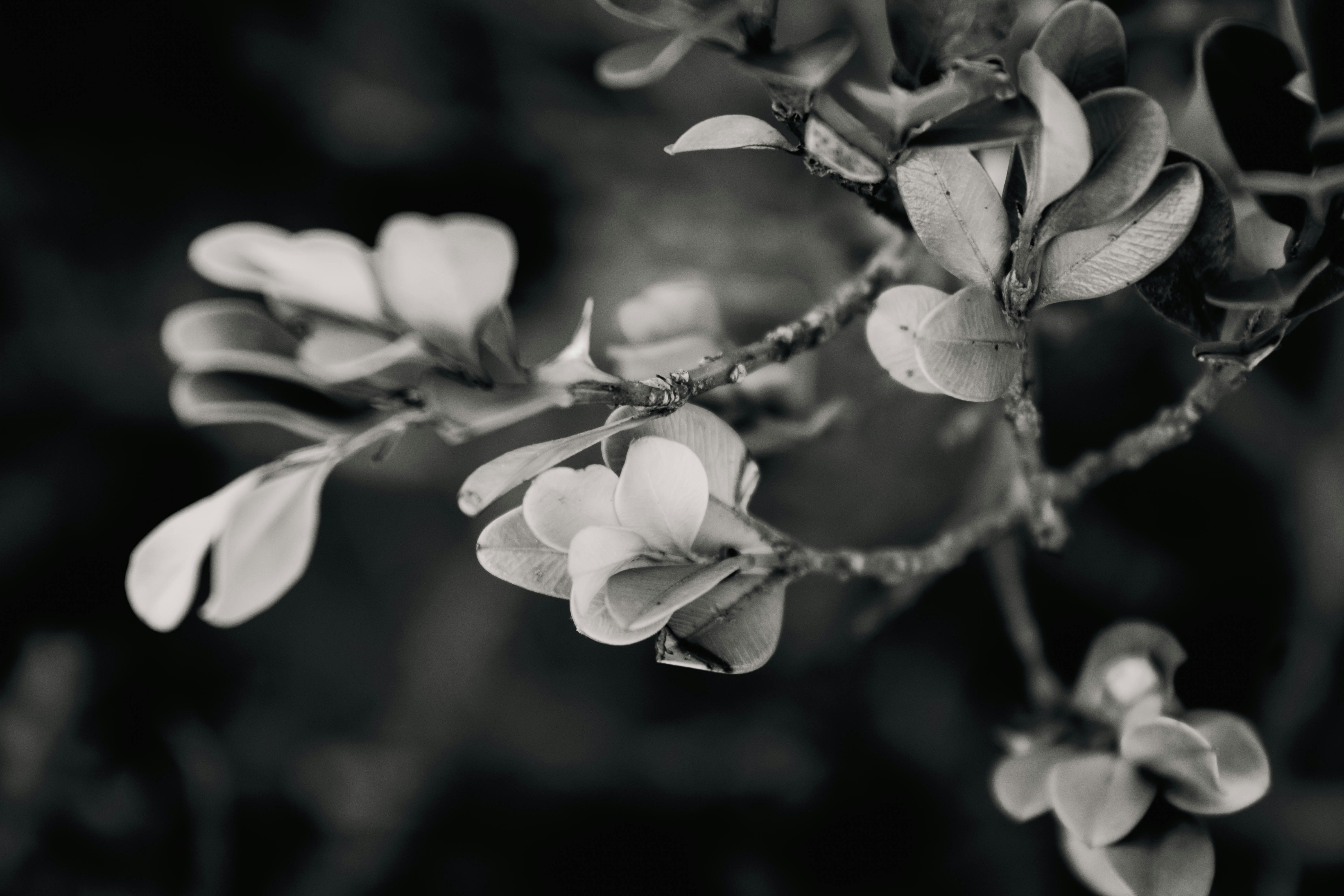 Photo by danielicordeiro