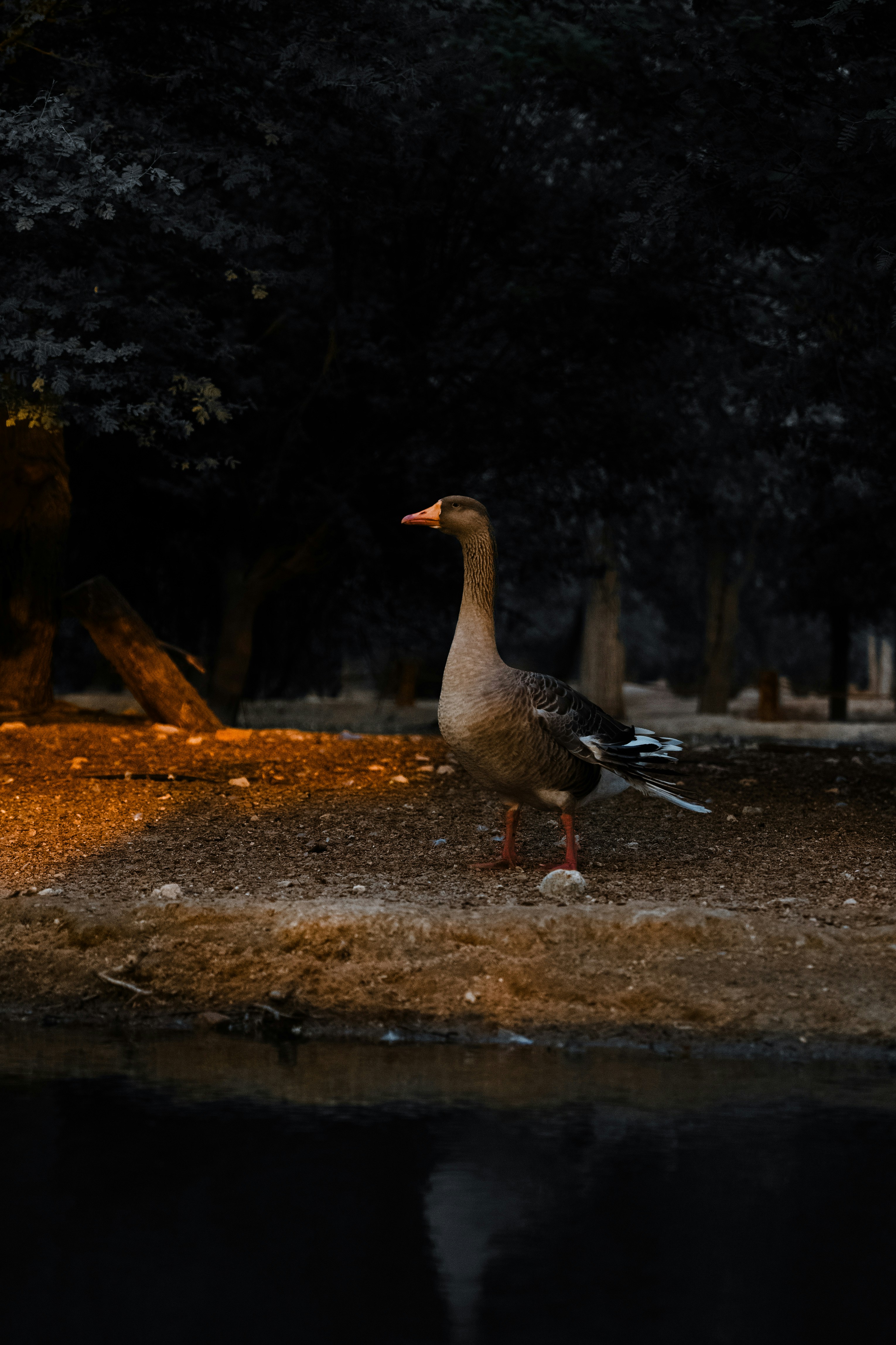 A goose stands by a dark body of water.