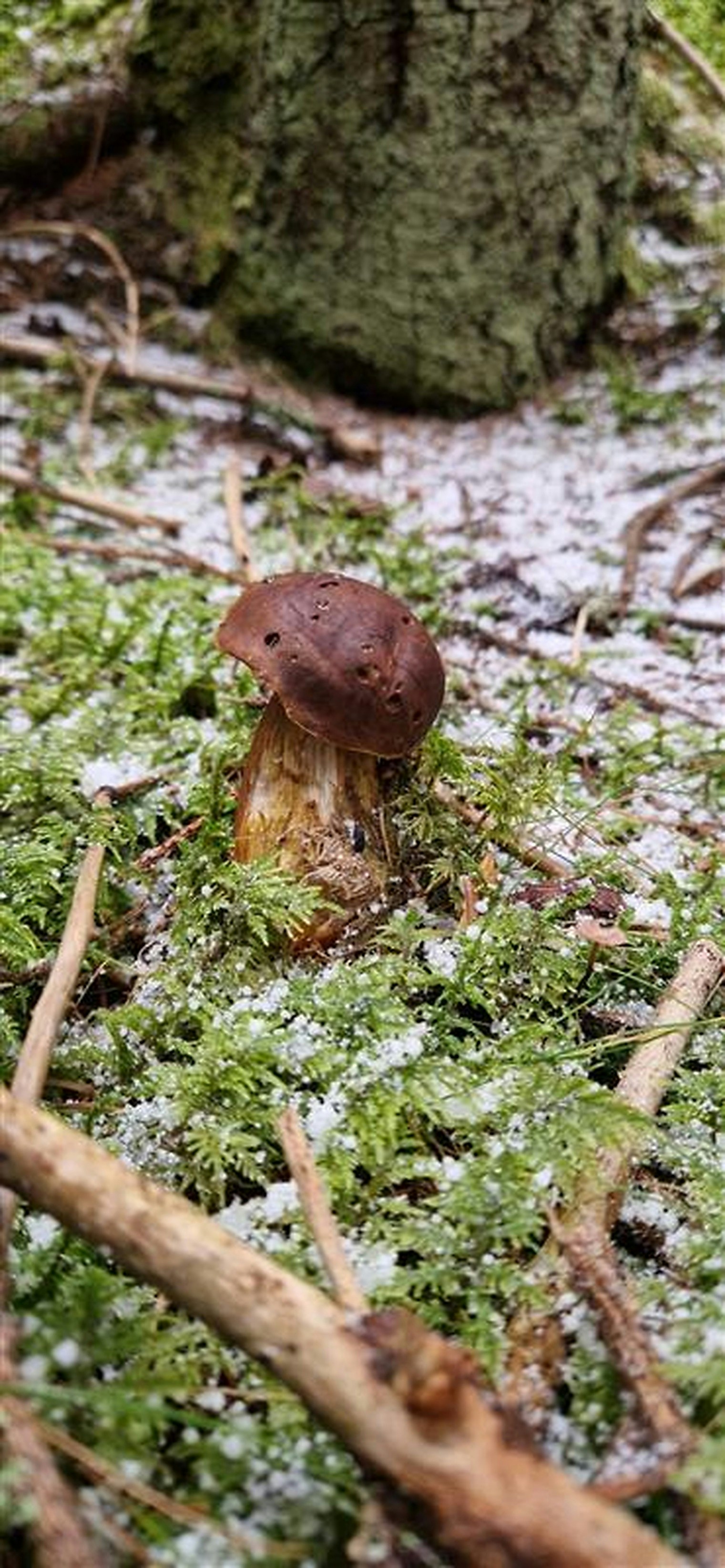 A single brown mushroom grows in mossy forest floor.