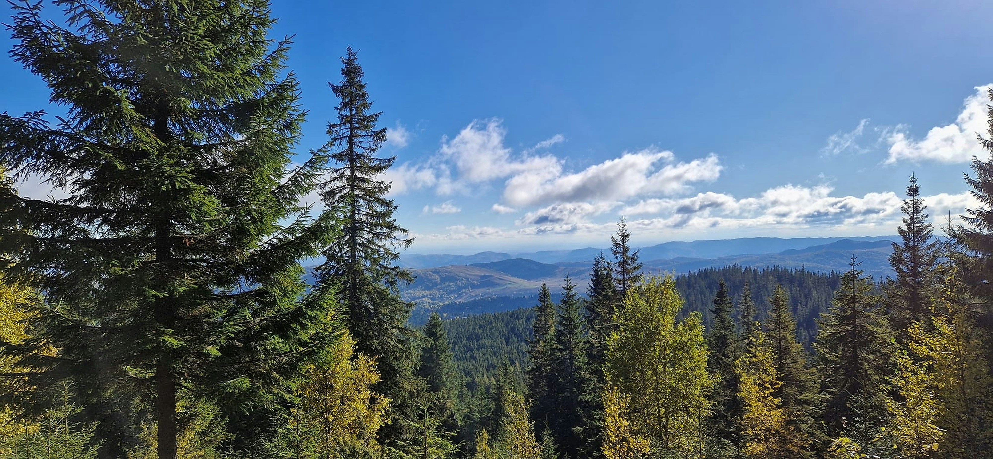 Tall evergreen trees overlook rolling hills under a blue sky.