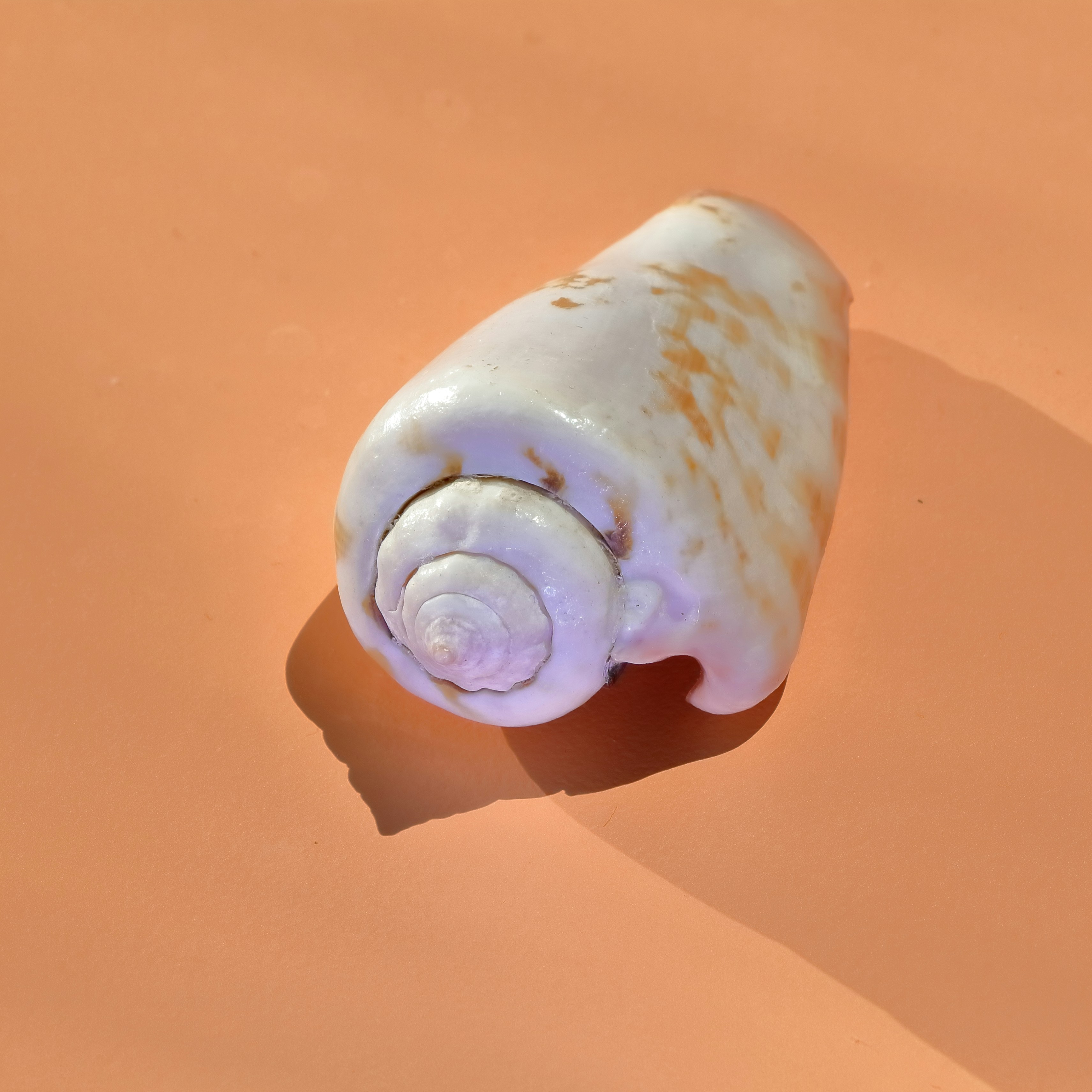 A single seashell rests on an orange surface.
