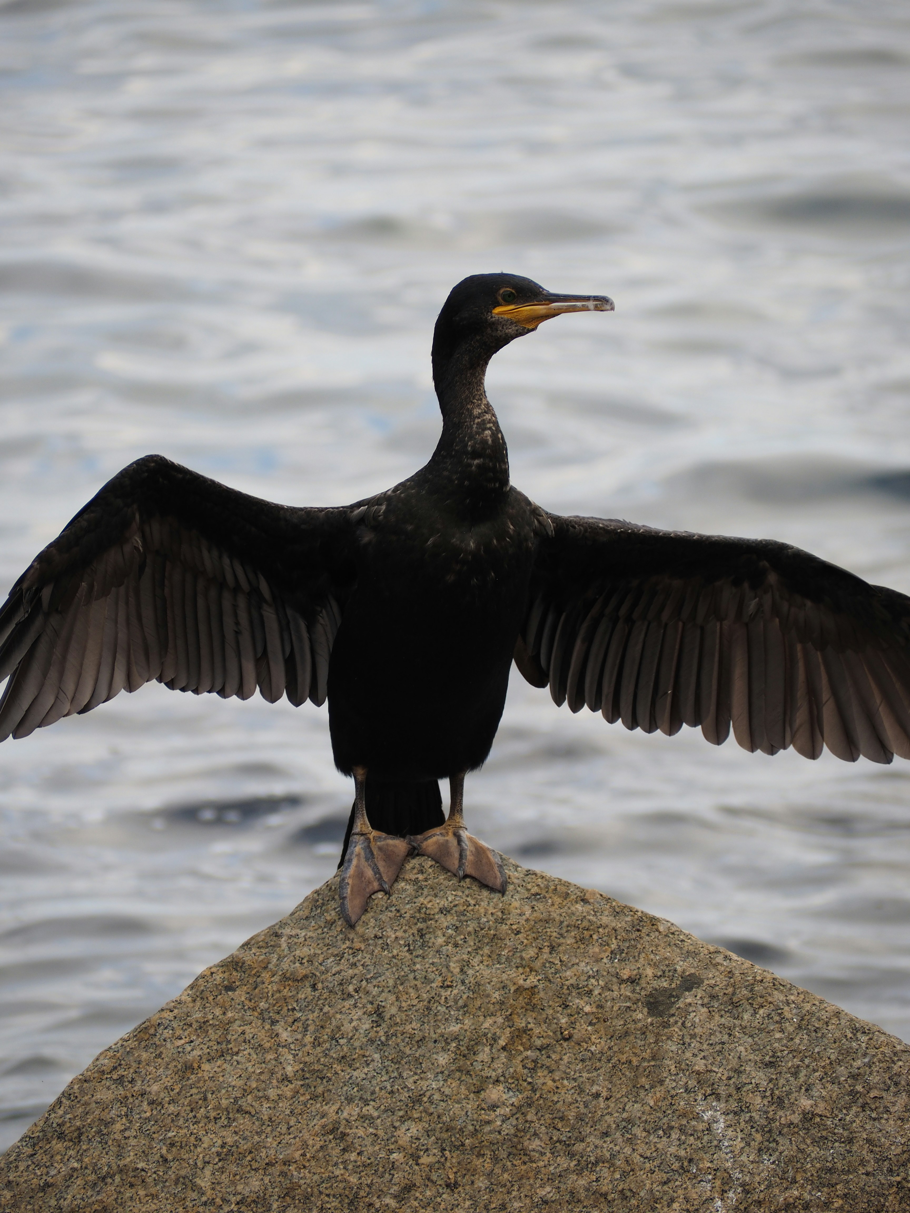 Photo by photographyhues