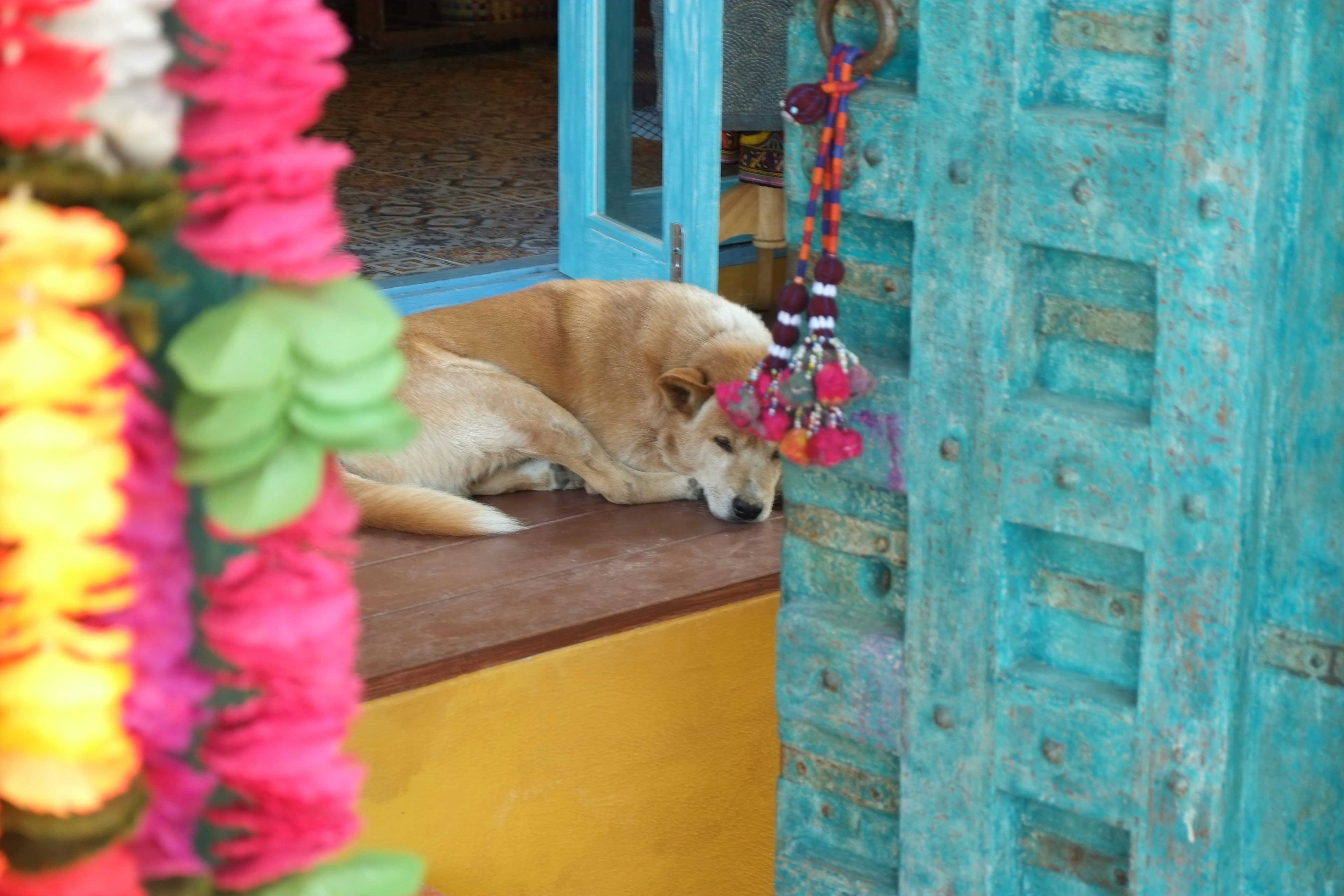 A golden dog rests on a windowsill near colorful garlands.
