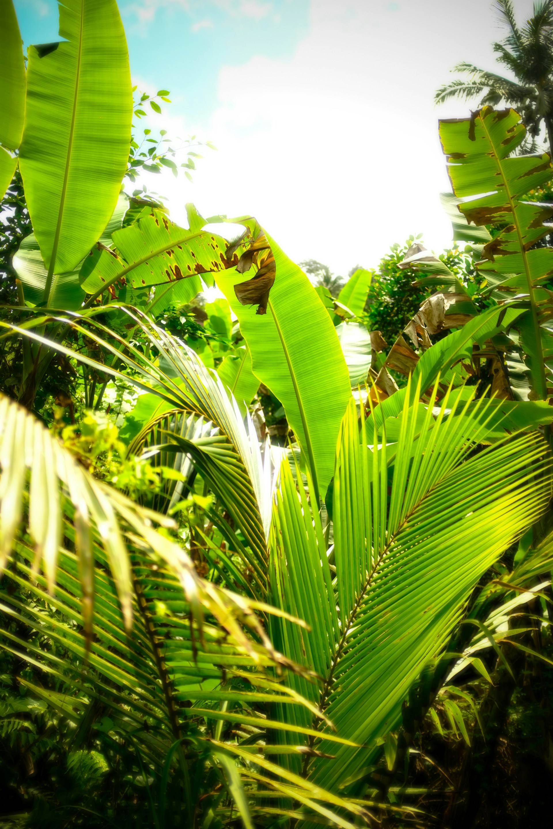 Lush green tropical foliage with banana leaves and palm fronds.
