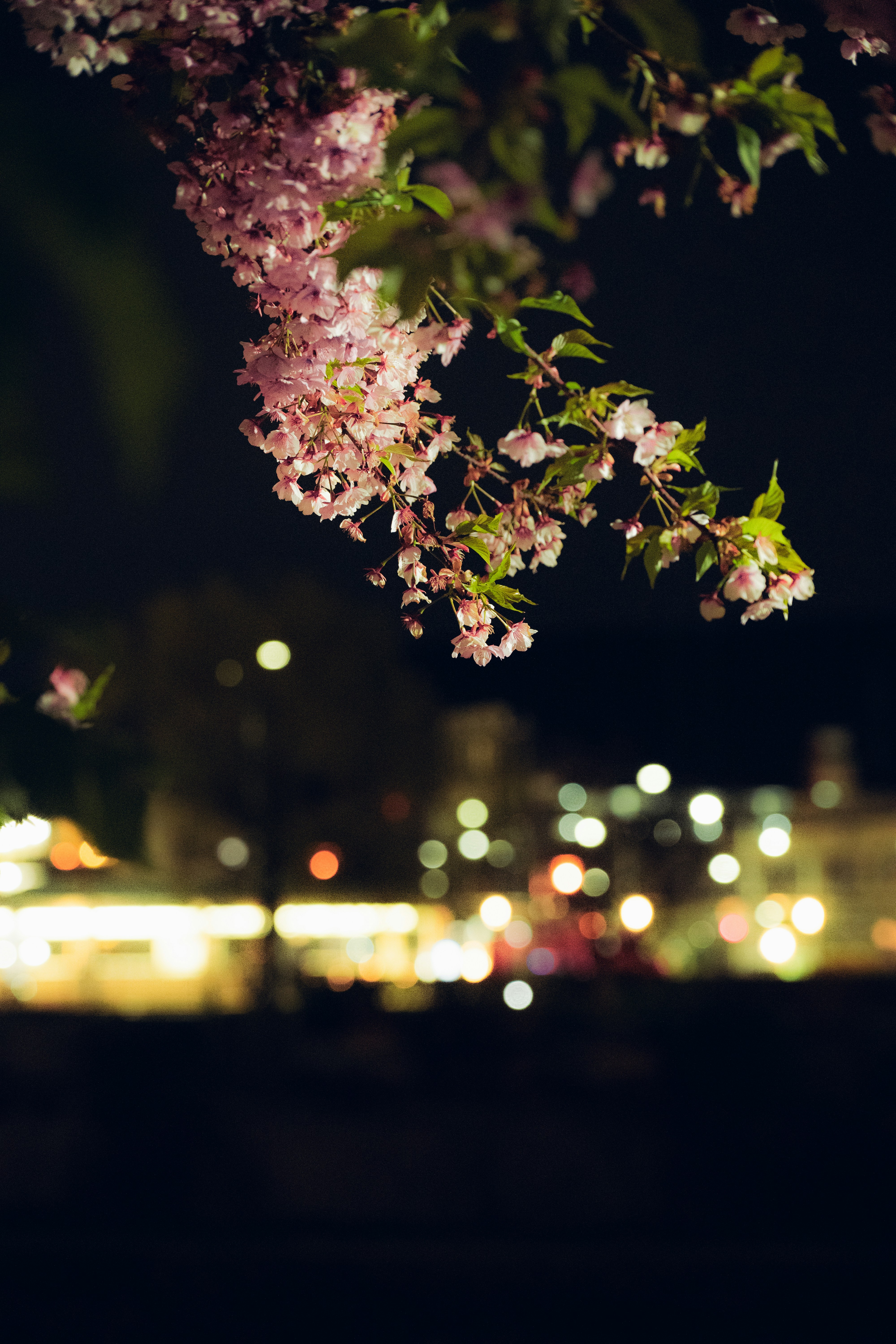 Pink cherry blossoms at night with bokeh lights photo – Free Spring Image  on Unsplash, image size:3000x4500