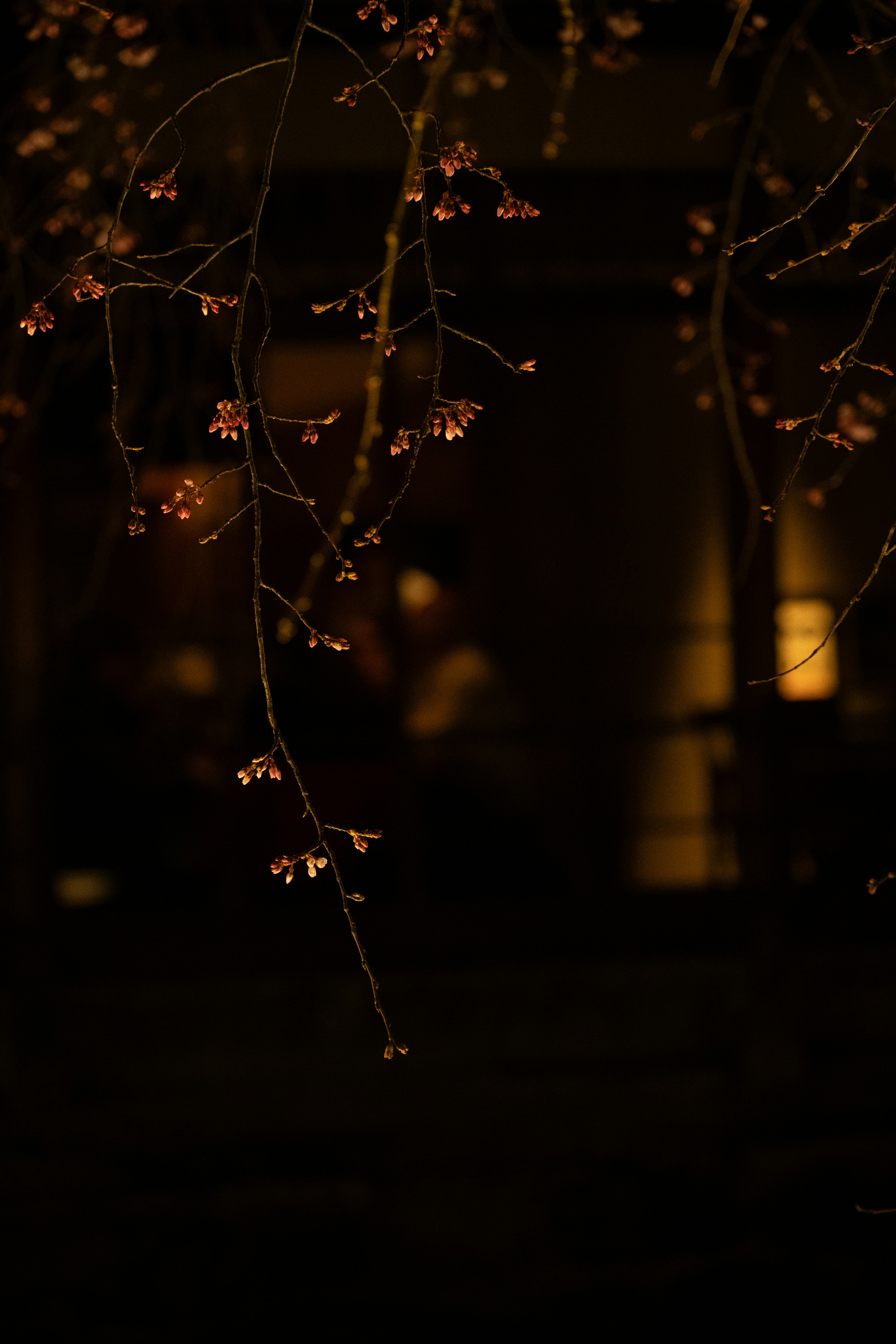 calm night wallpaper, wallpaper, 7 Obat Tradisional Batuk Anak Malam Hari 3