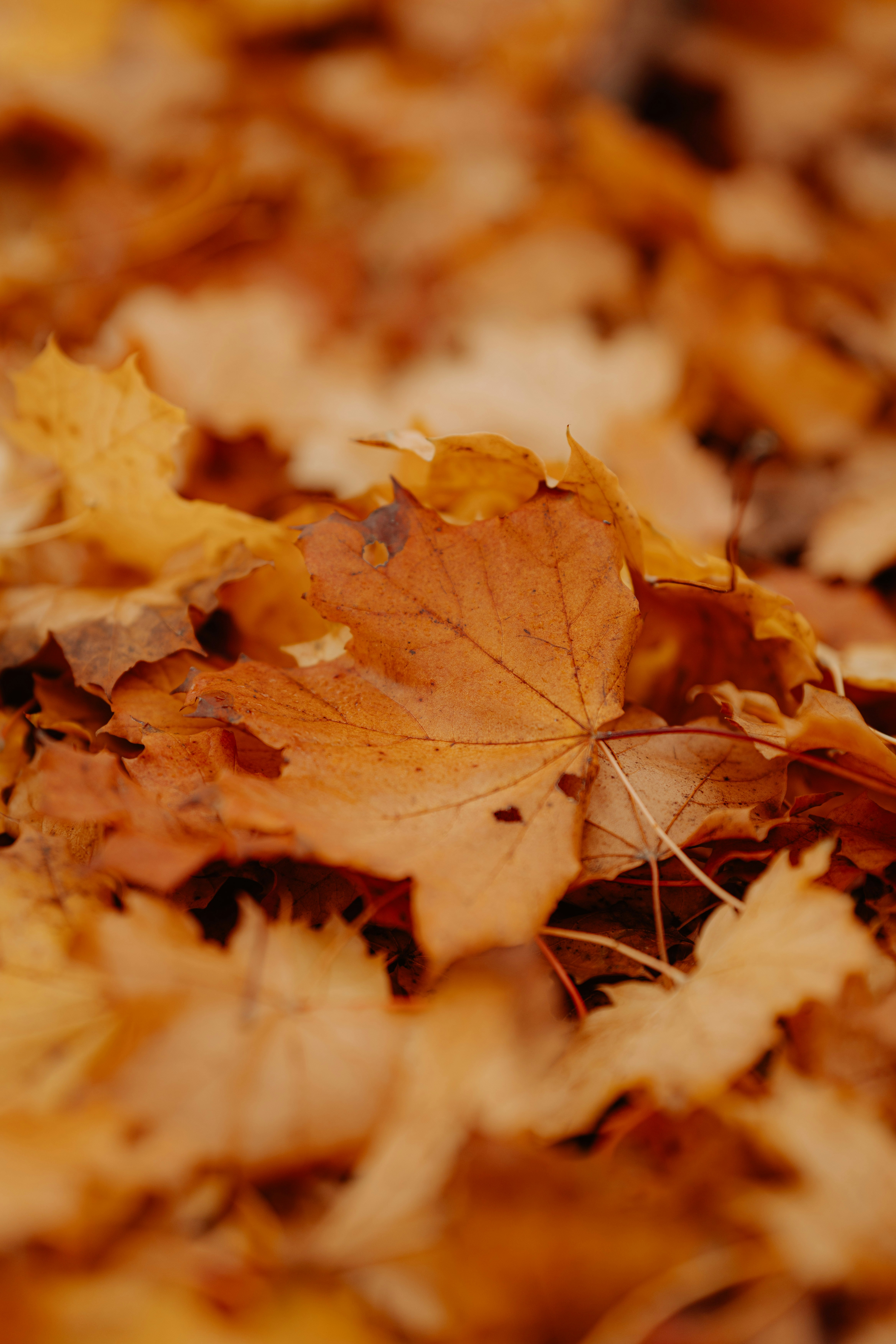 autumn leaves wallpaper, wallpaper, Autumn Crafts for Adults: Creative Fall Ideas 6