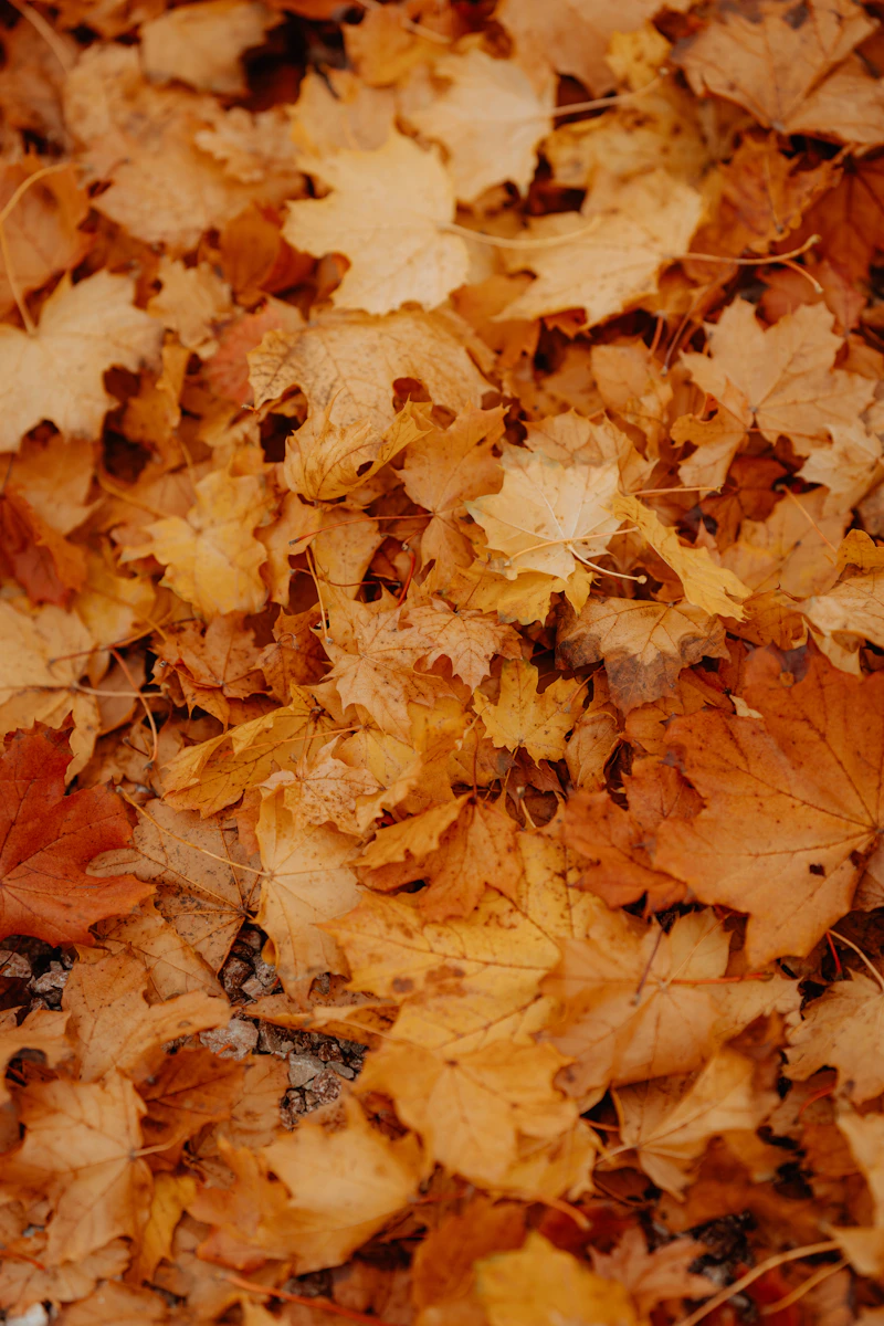Yard covered in piles of debris and leaves before cleanup