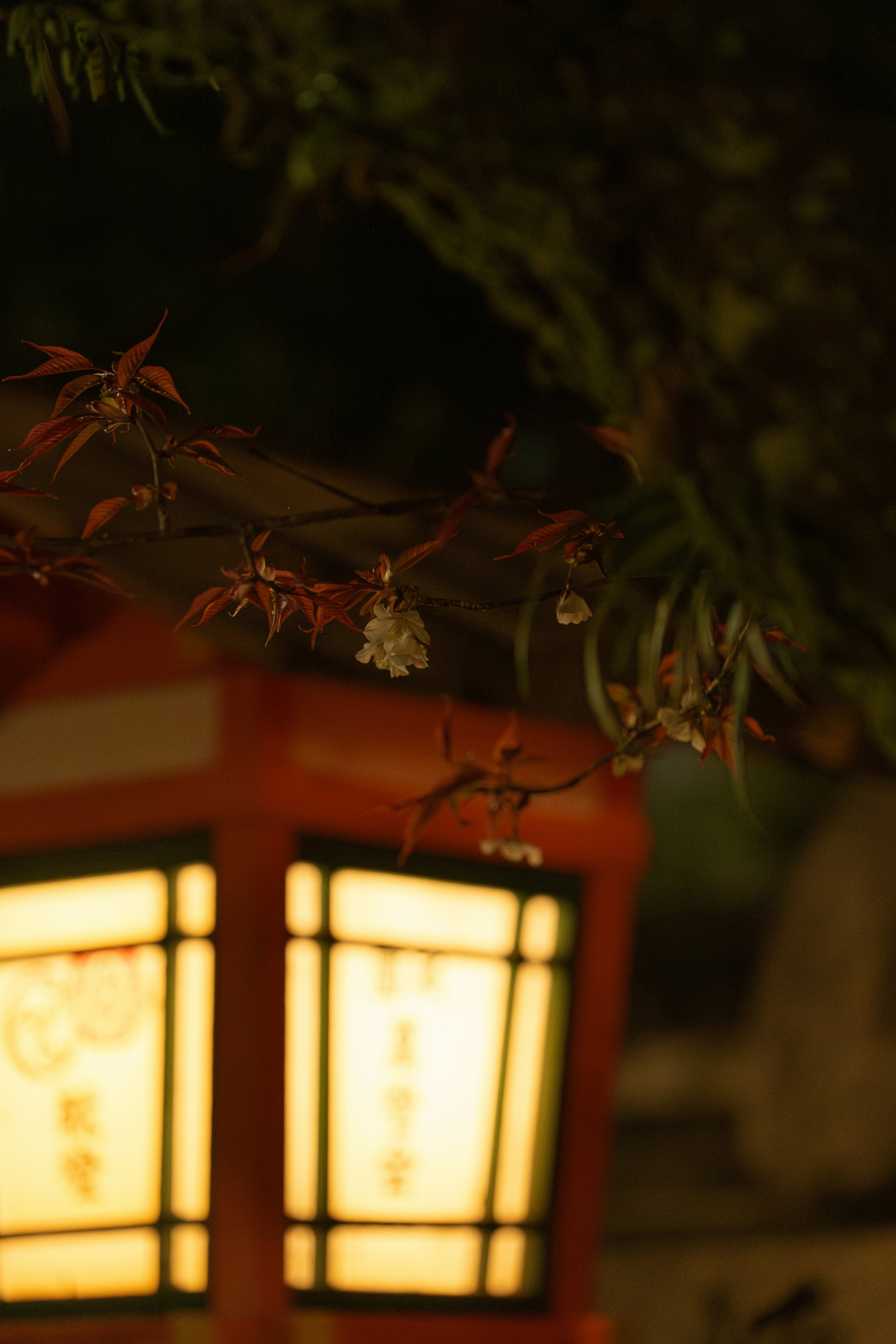 Glowing japanese lanterns illuminate a dark evening scene.