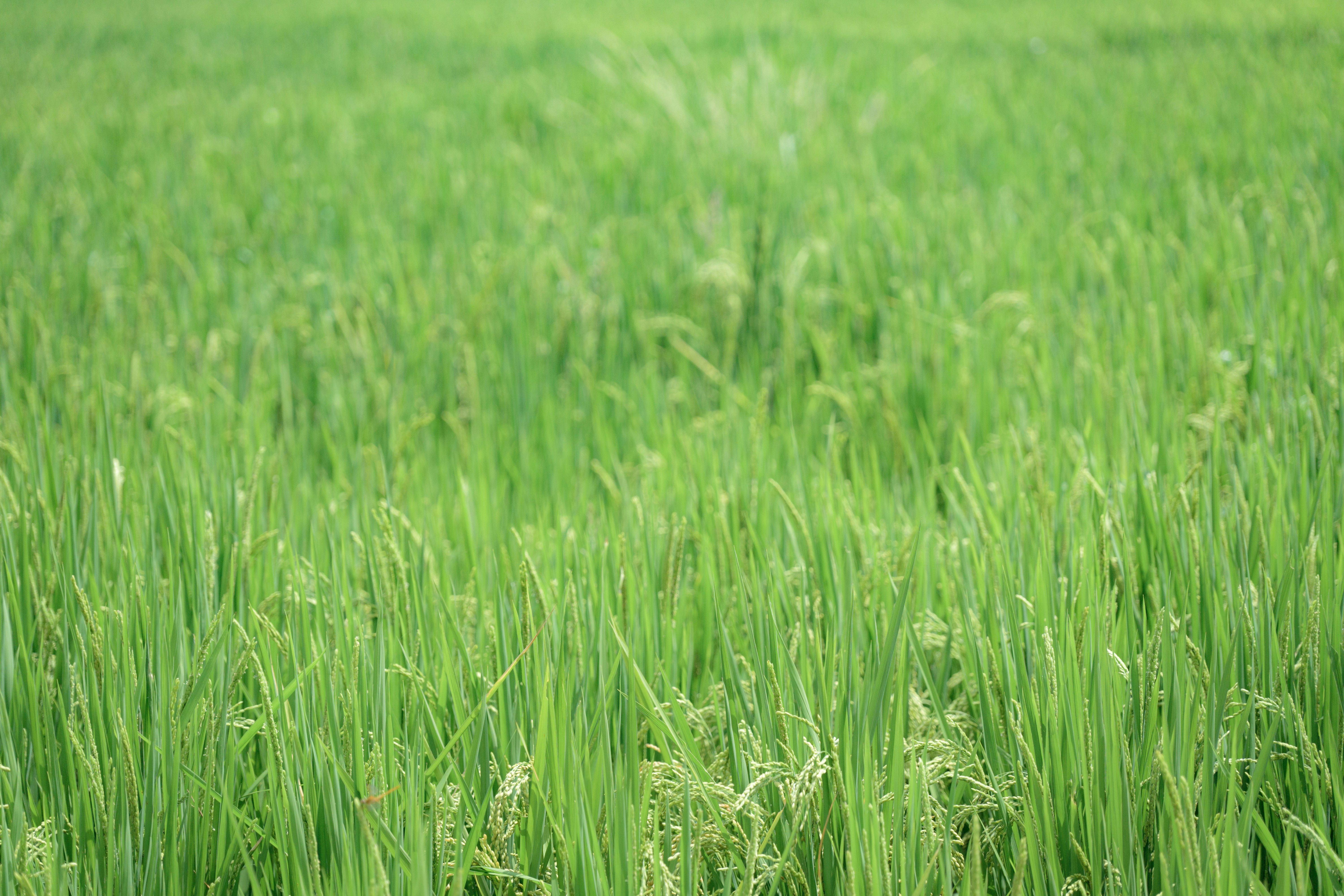 Lush green rice field under natural light