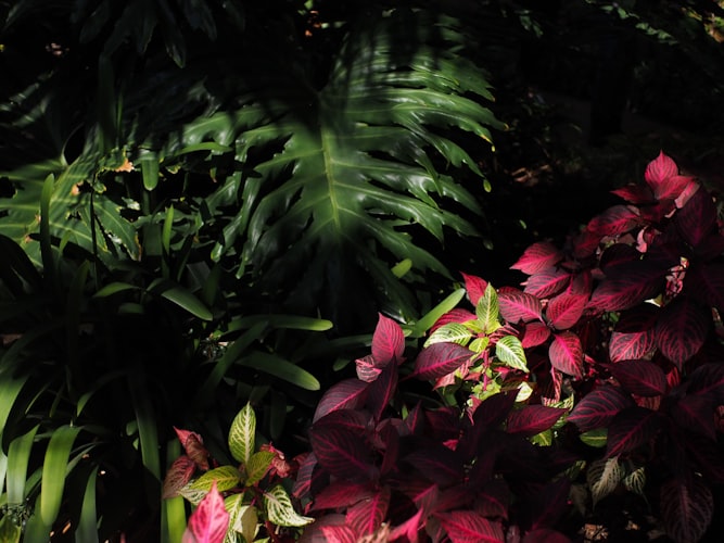 Jardin ombragé sous arbres avec hostas et fougères