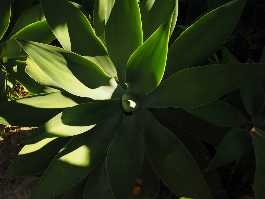 Agave leaves in full sun