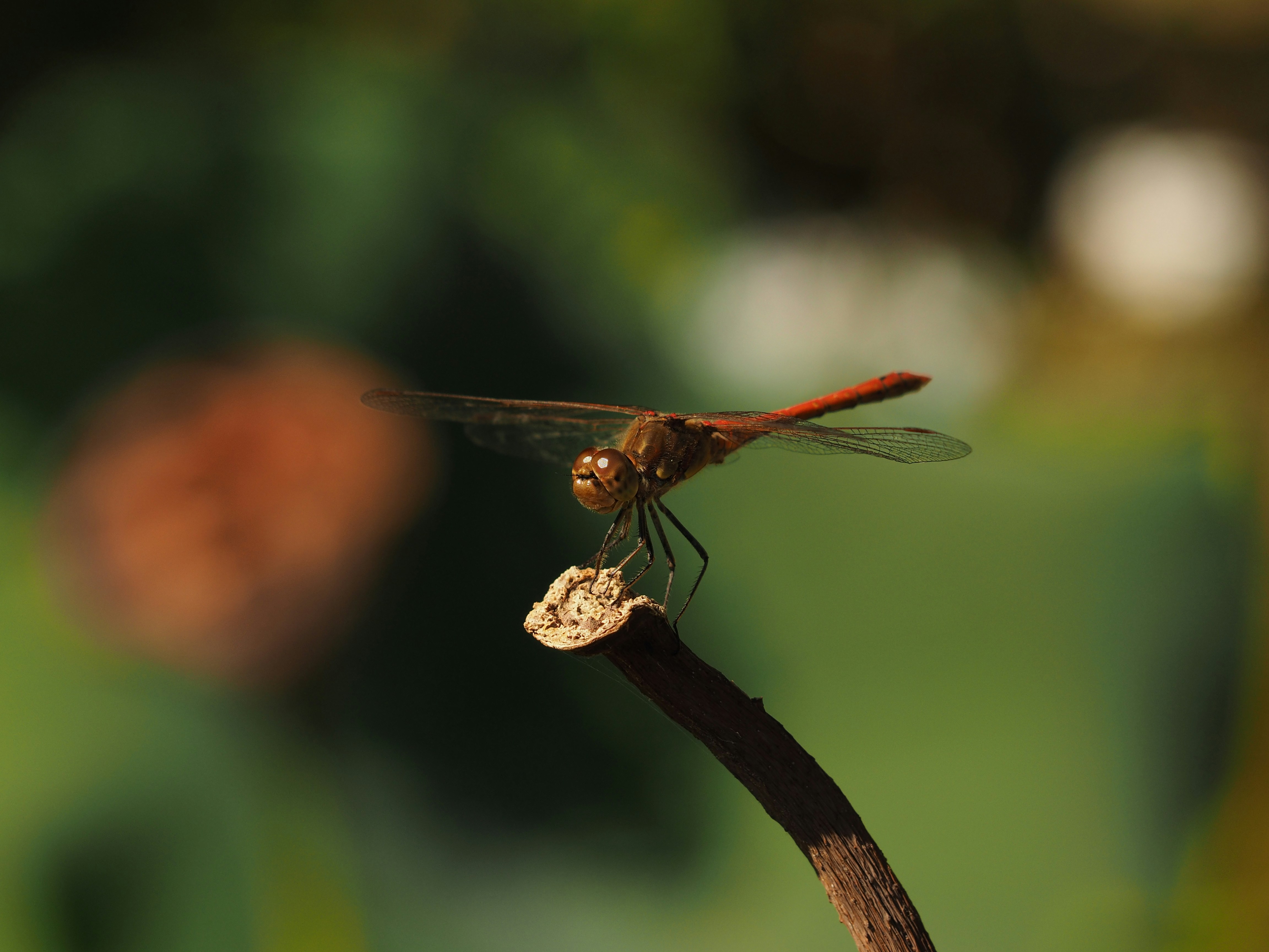 Photo by photographyhues