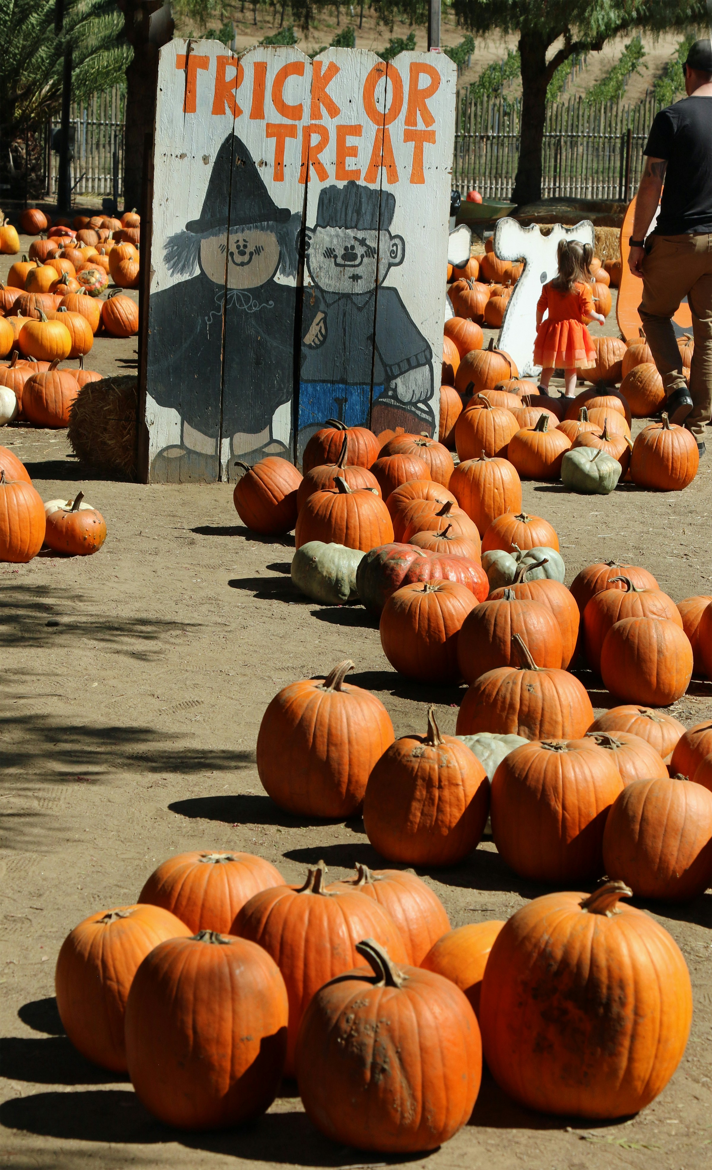 낮 동안 흰색과 푸른 하늘 아래 건물 옆에있는 사람들 근처의 들판에 여러 가지 빛깔의 할로윈 호박 장식 사진 – Unsplash의 무료  음식 이미지, image size:3000x4929