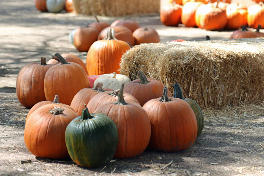 Pumpkins and hay bales
