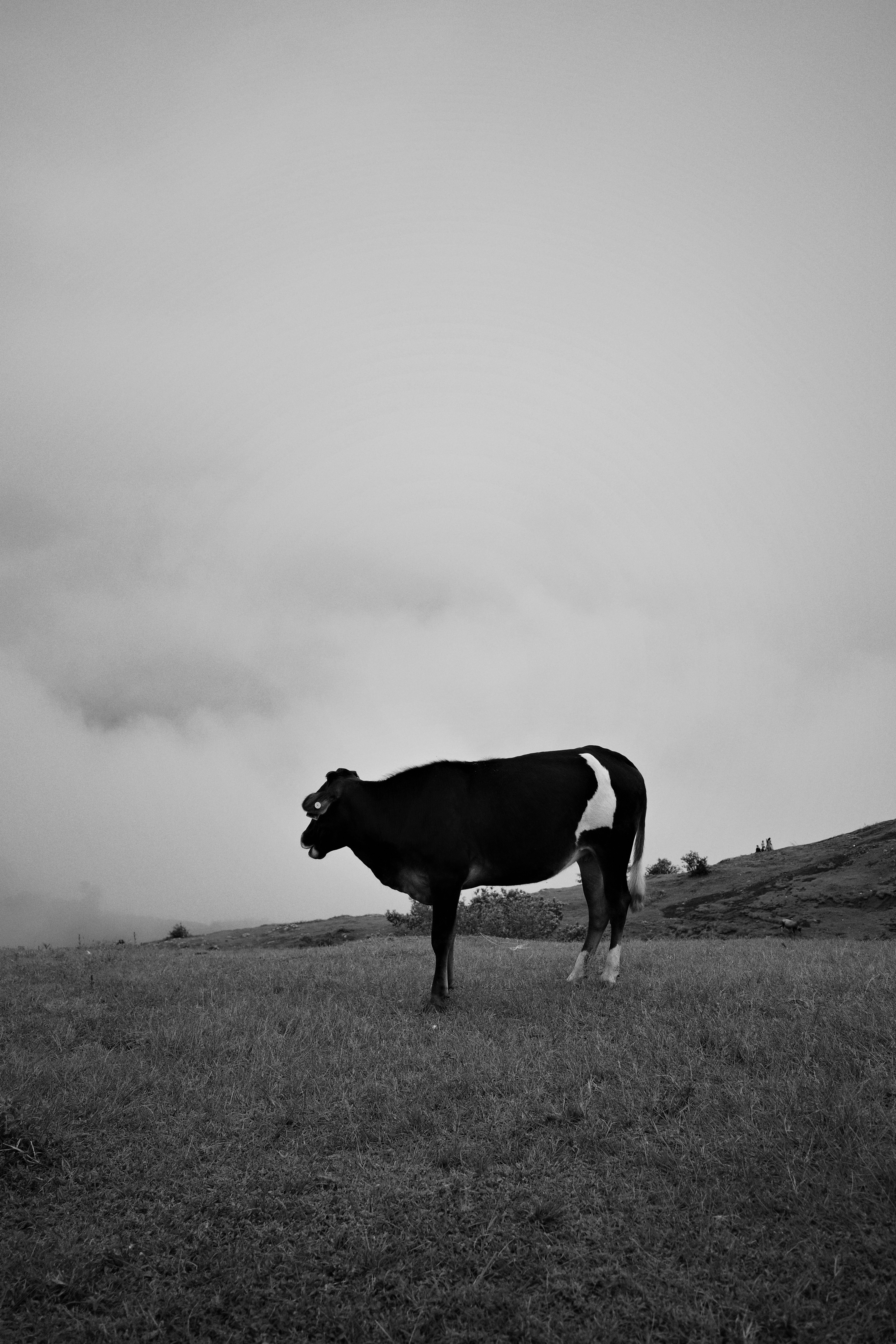 A black and white cow stands on a grassy hill.