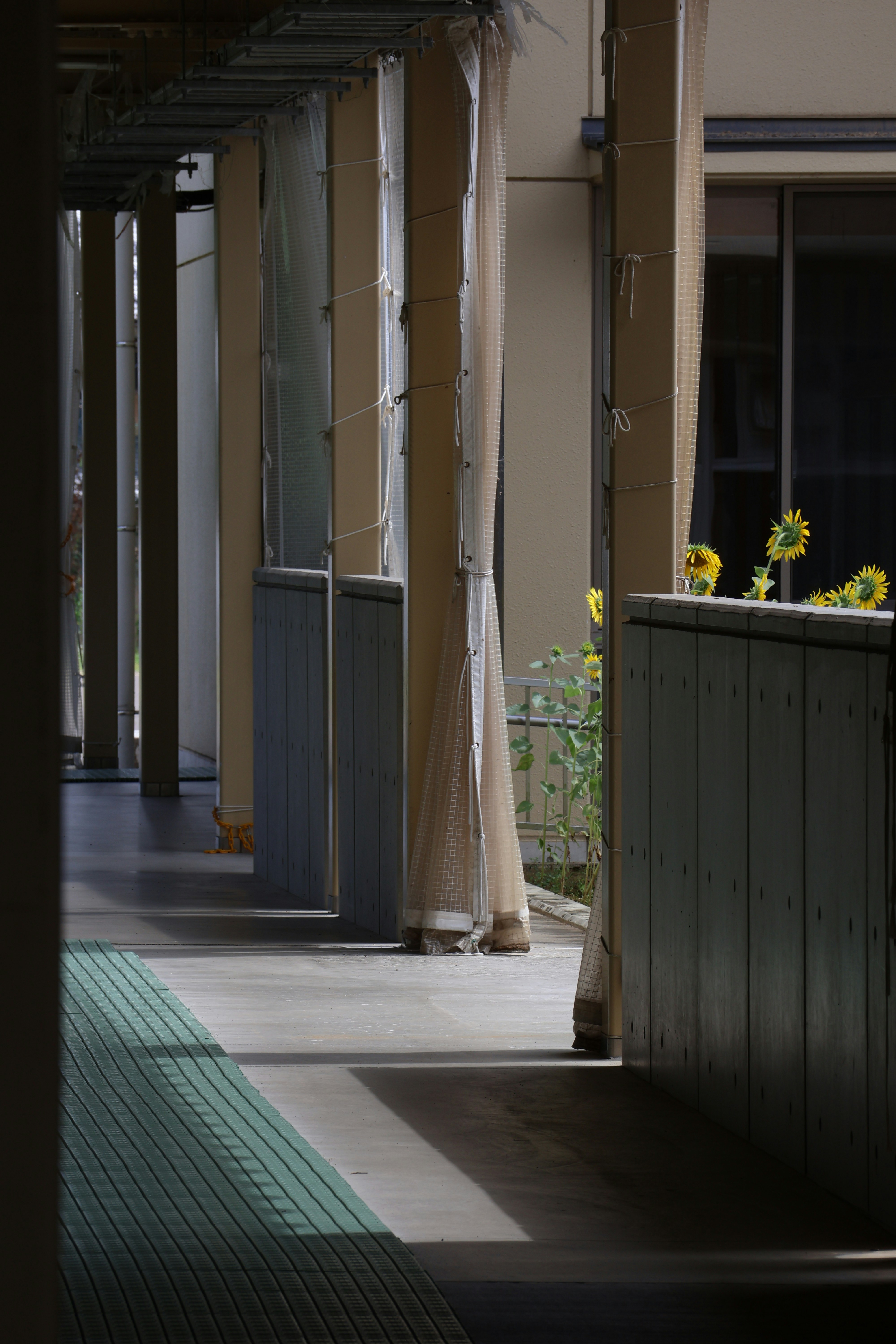 建築的な要素を備えた日当たりの良いベランダにひまわりが咲きます。