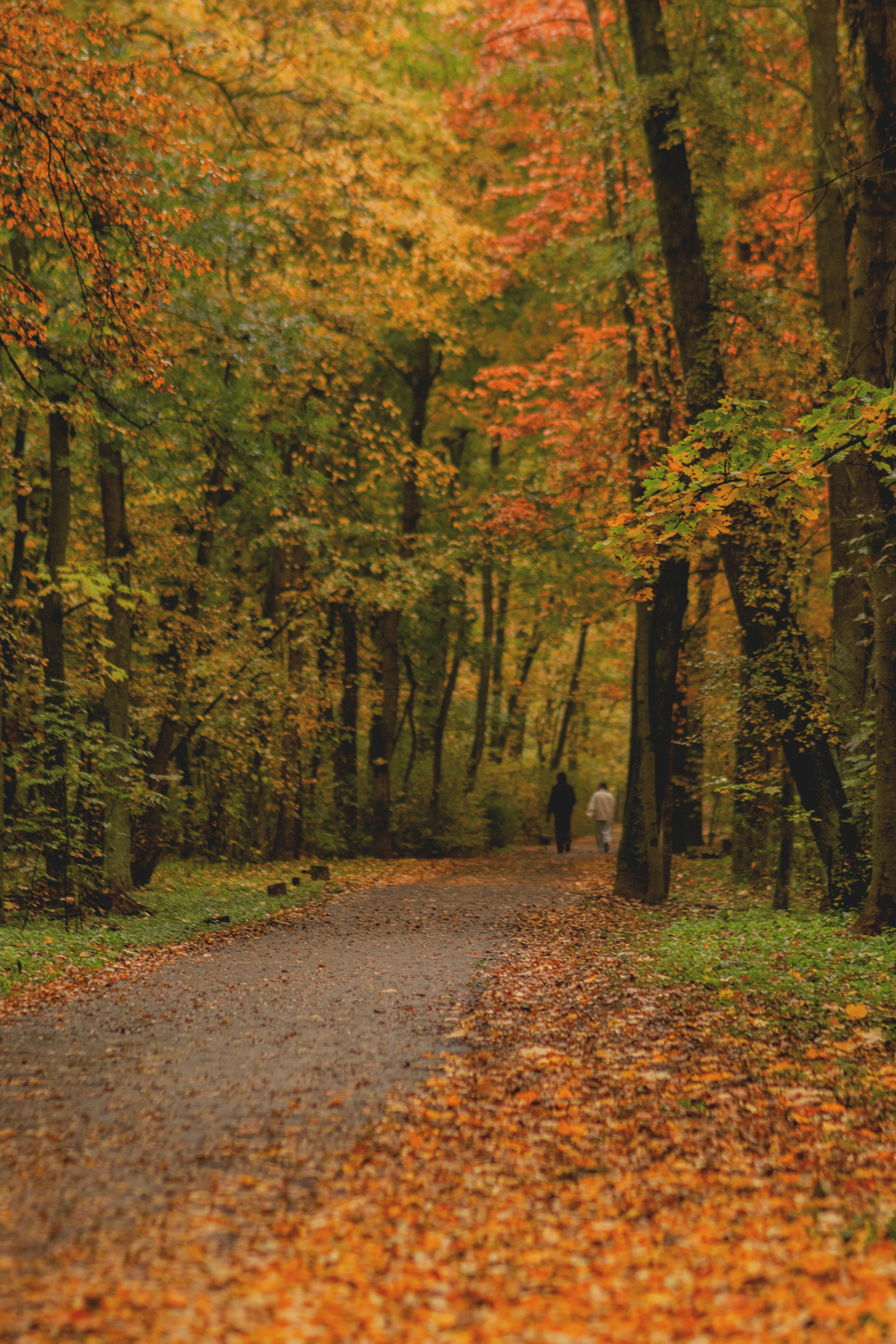 Autumn path through a forest with colorful leaves