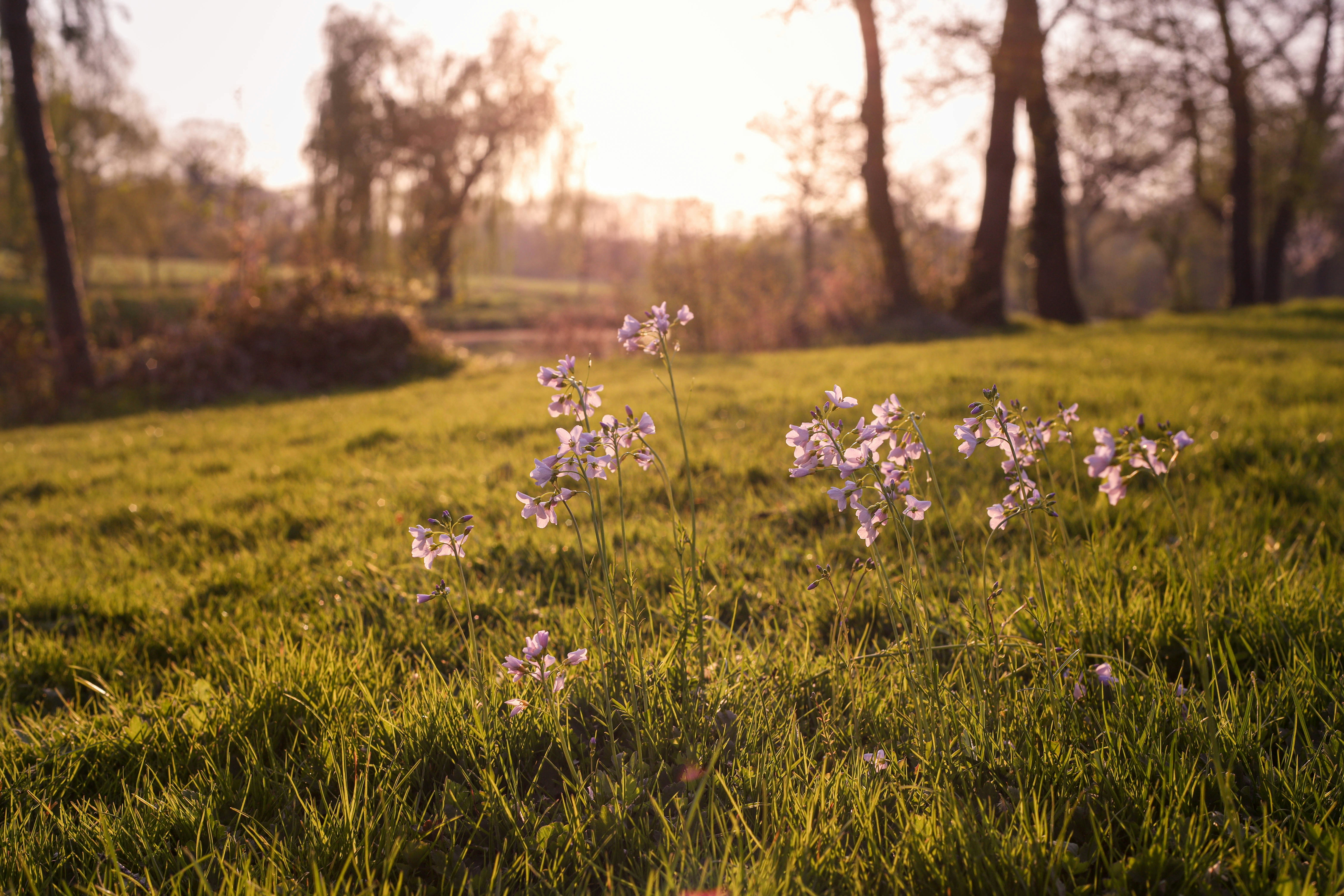 Wildflowers bloom in a sunlit grassy field.
